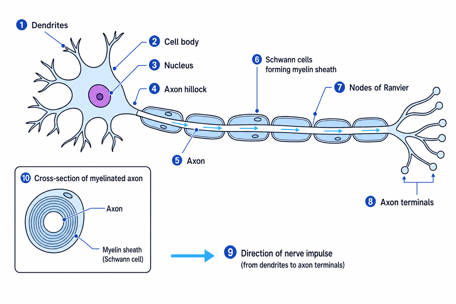 Annotated myelinated motor neurone showing dendrites, cell body, axon, myelin sheath, nodes of Ranvier and axon terminals