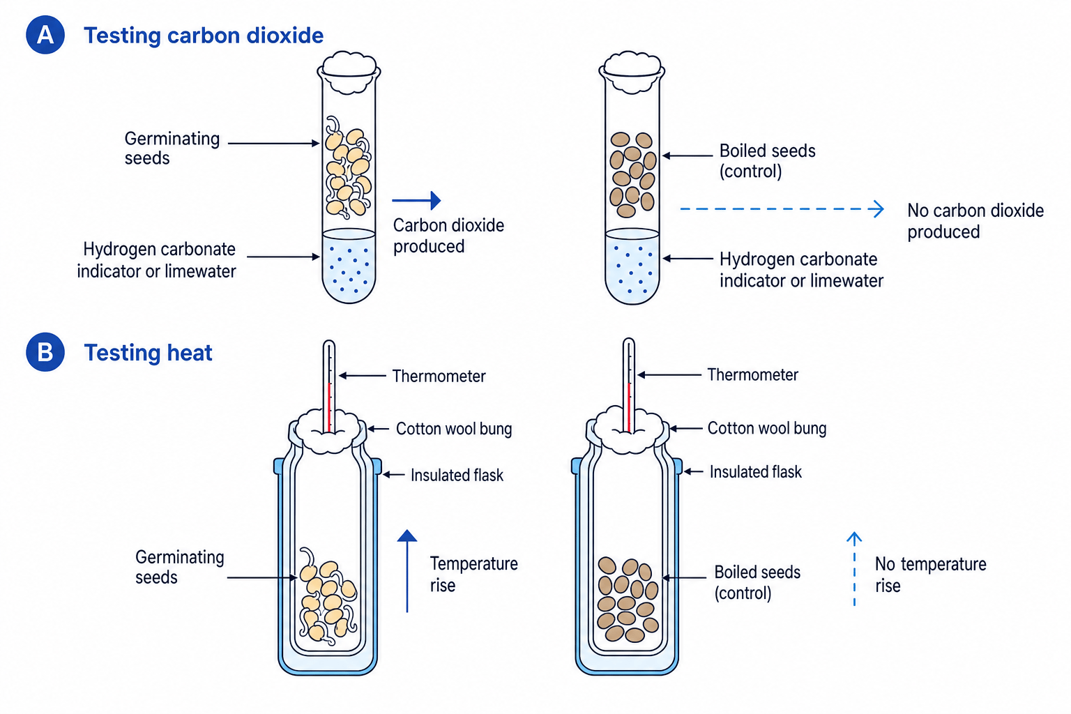 Practical setup for testing carbon dioxide and heat from germinating seeds
