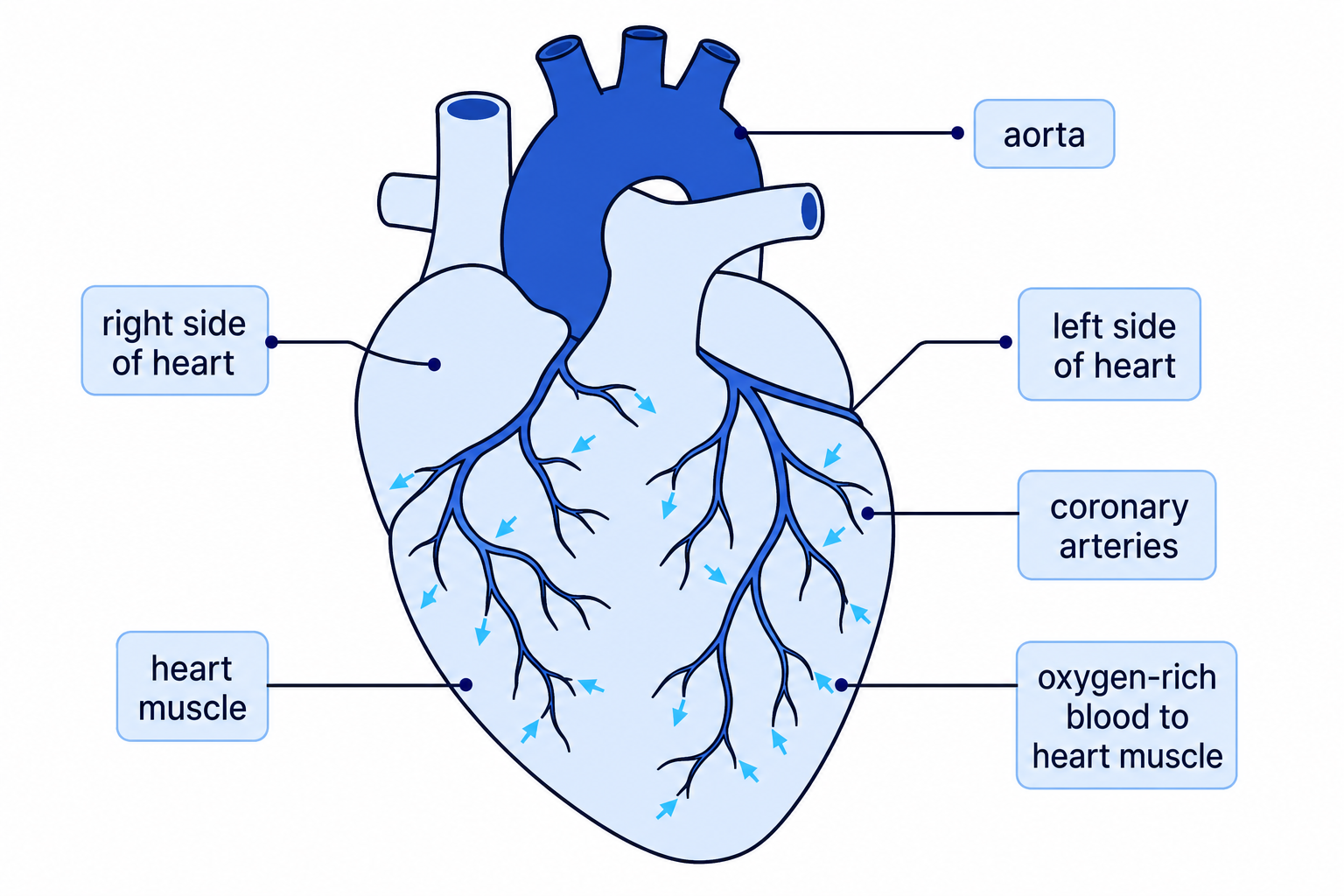 A labelled heart diagram showing the coronary arteries supplying oxygen-rich blood to the heart muscle.