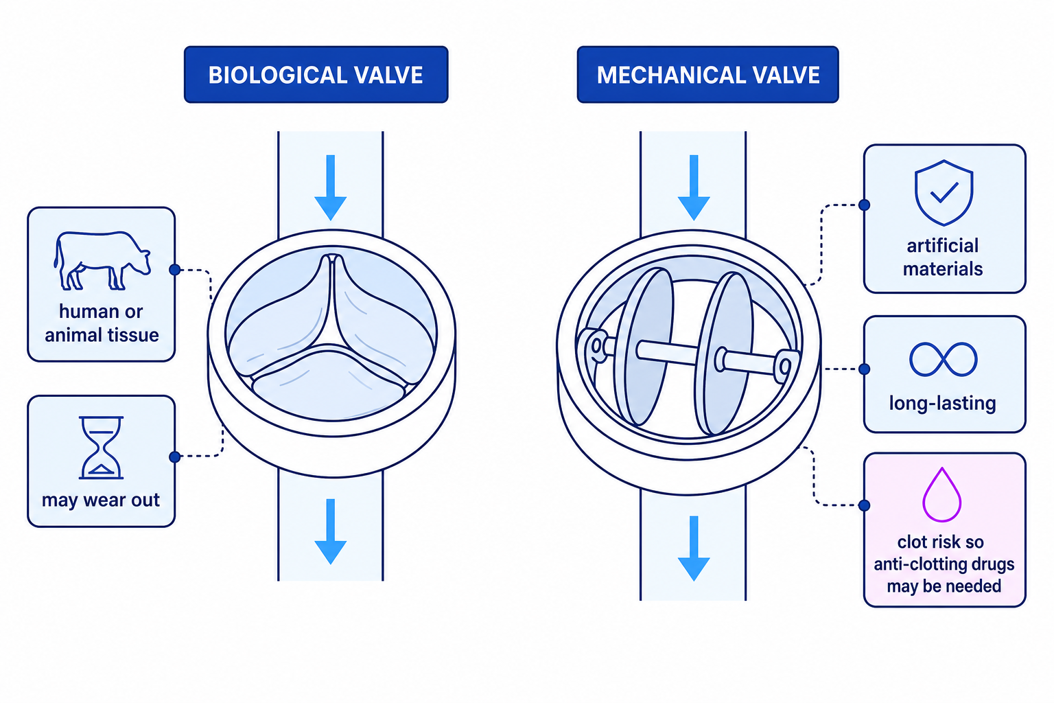 Biological and mechanical replacement valves differ in material, durability and clotting risk.