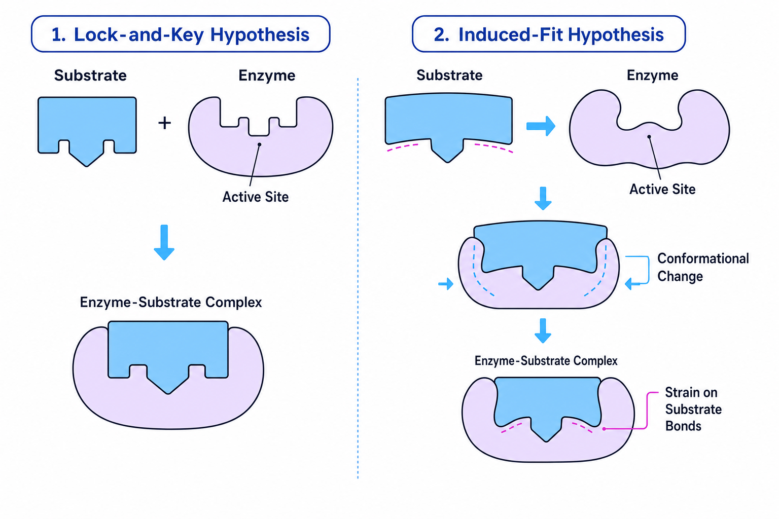 Lock-and-Key vs Induced-Fit models of enzyme action