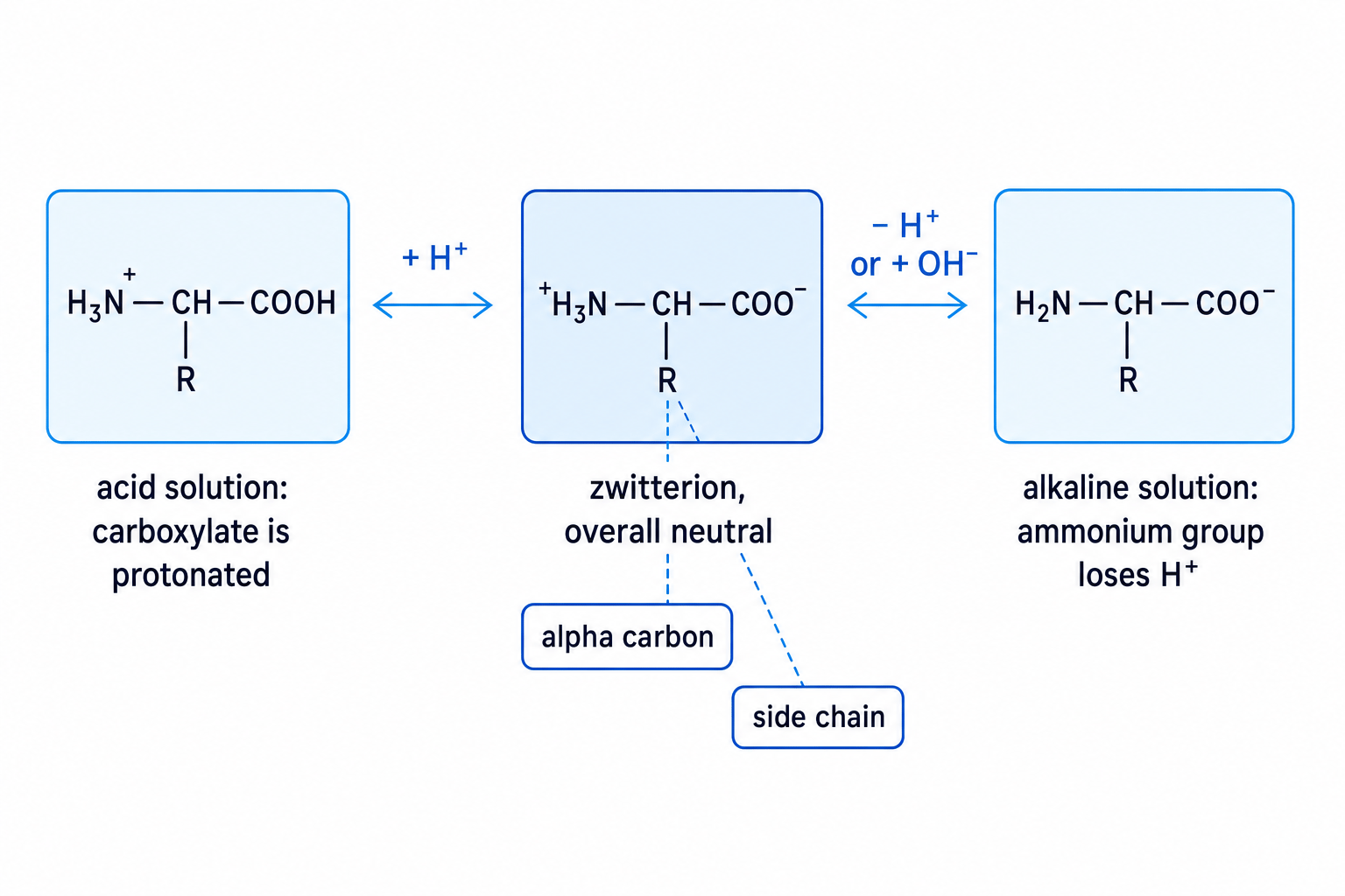 Diagram showing the zwitterion, acid solution form, and alkaline solution form of a general alpha-amino acid