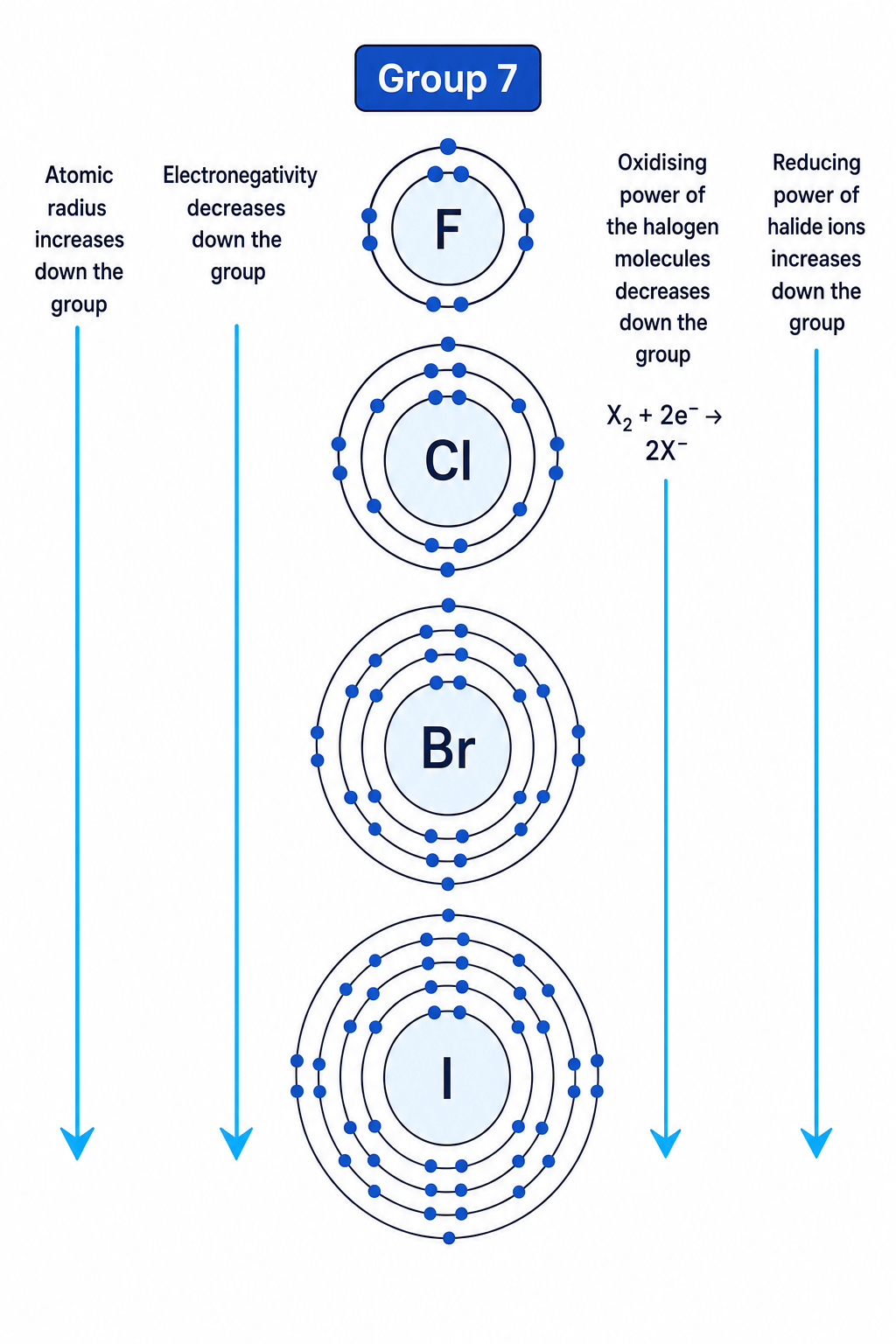 Trends down Group 7 showing increasing atomic radius and decreasing electronegativity and oxidising power