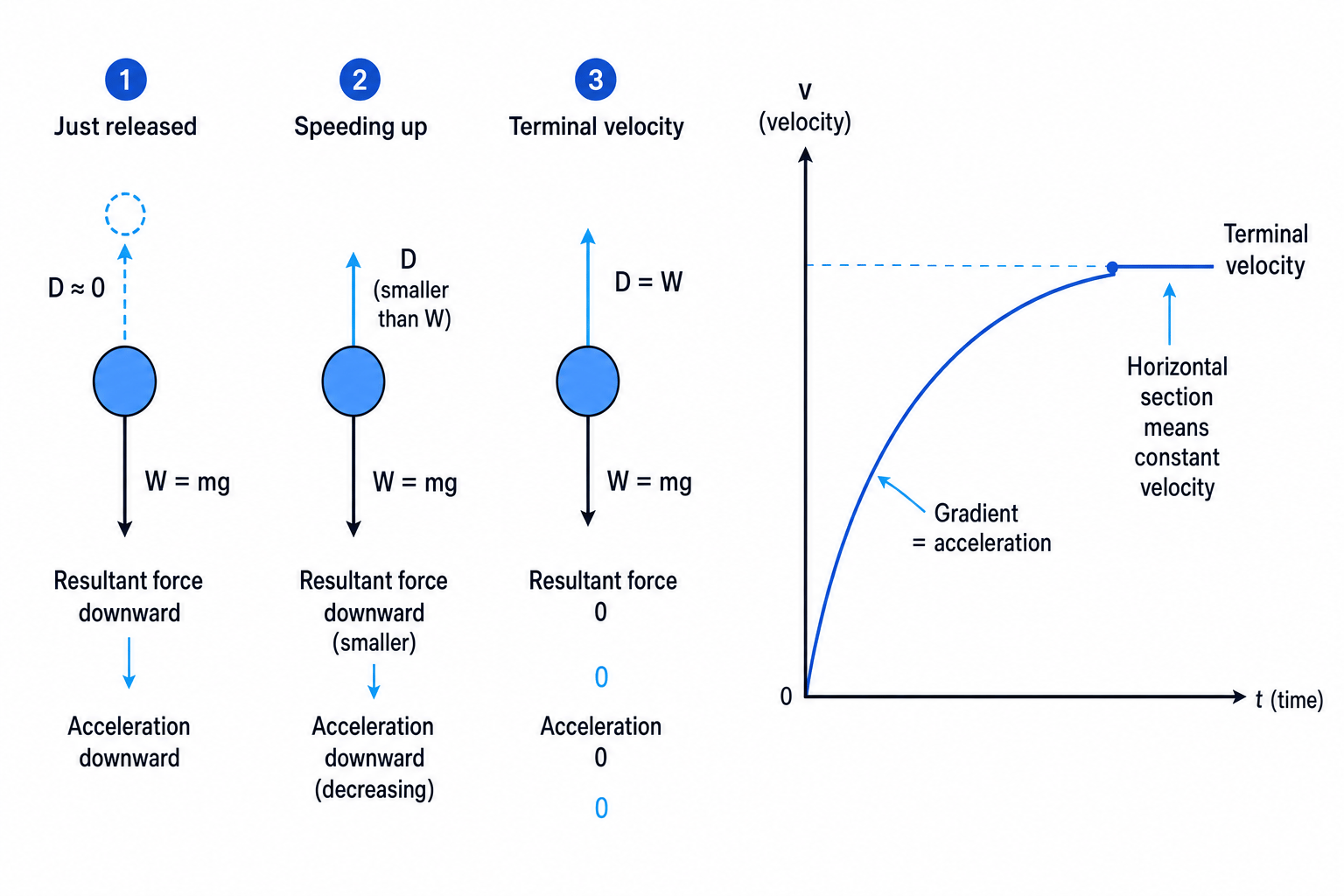 Force diagrams and velocity-time graph for a falling object reaching terminal velocity