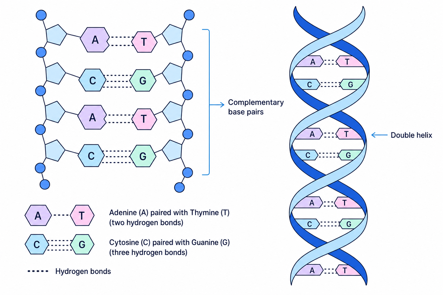 Schematic showing complementary DNA base pairs and the double helix, with A-T and C-G hydrogen bonds labelled