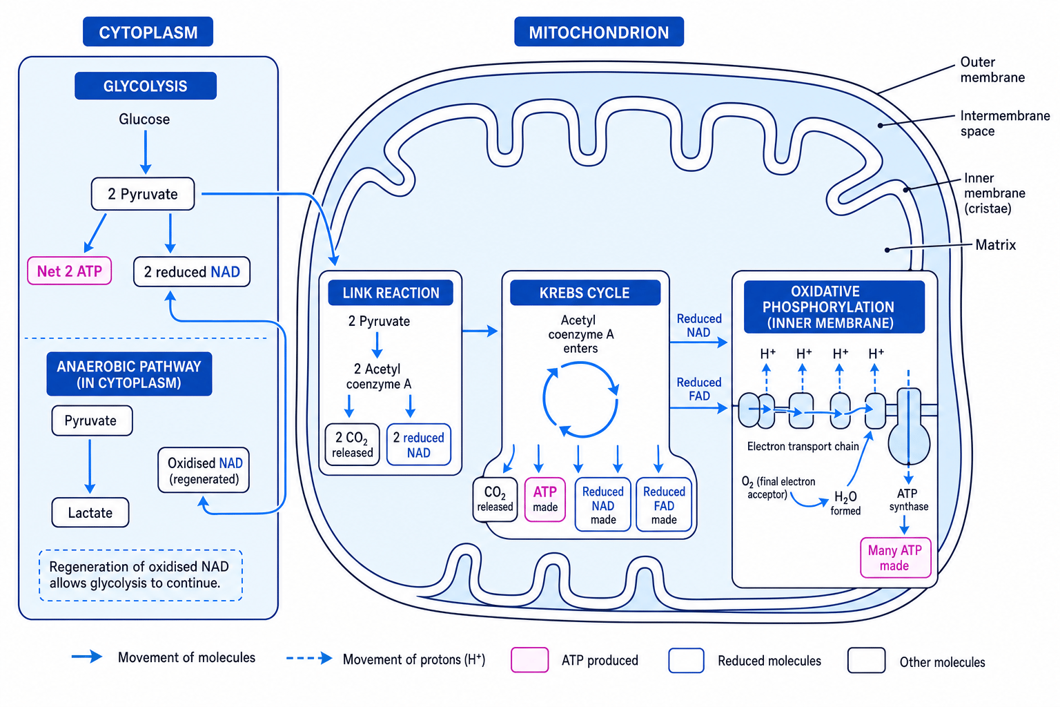 Diagram showing glycolysis in the cytoplasm, link reaction and Krebs cycle in the mitochondrial matrix, oxidative phosphorylation on the inner mitochondrial membrane, and the anaerobic lactate pathway