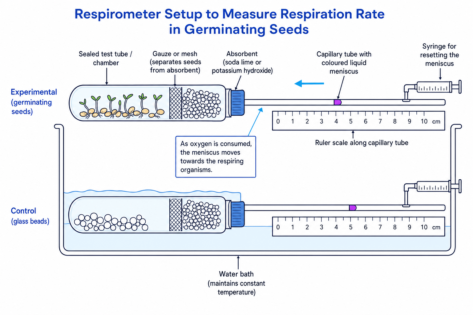 Labeled respirometer setup with germinating seeds, carbon dioxide absorbent, capillary tube, syringe, control tube and water bath