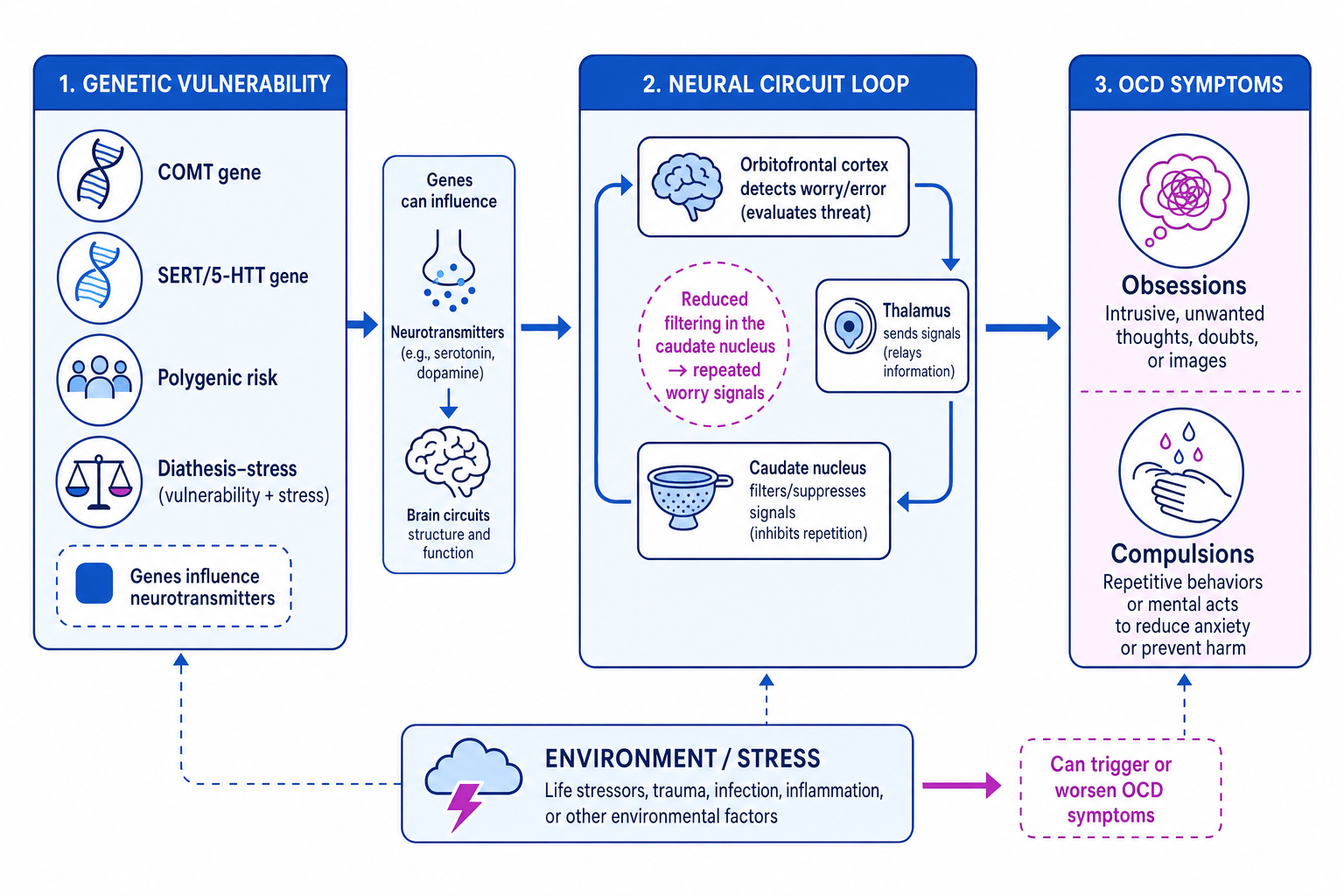 Labelled schematic showing genetic vulnerability, neural circuits and OCD symptoms