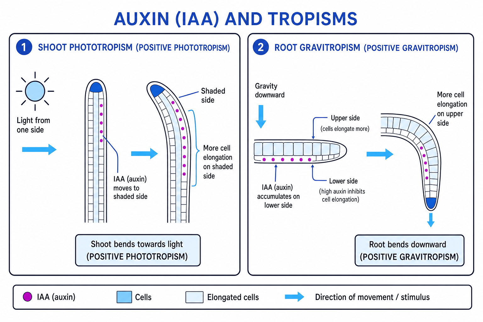 Auxin distribution in shoot phototropism and root gravitropism