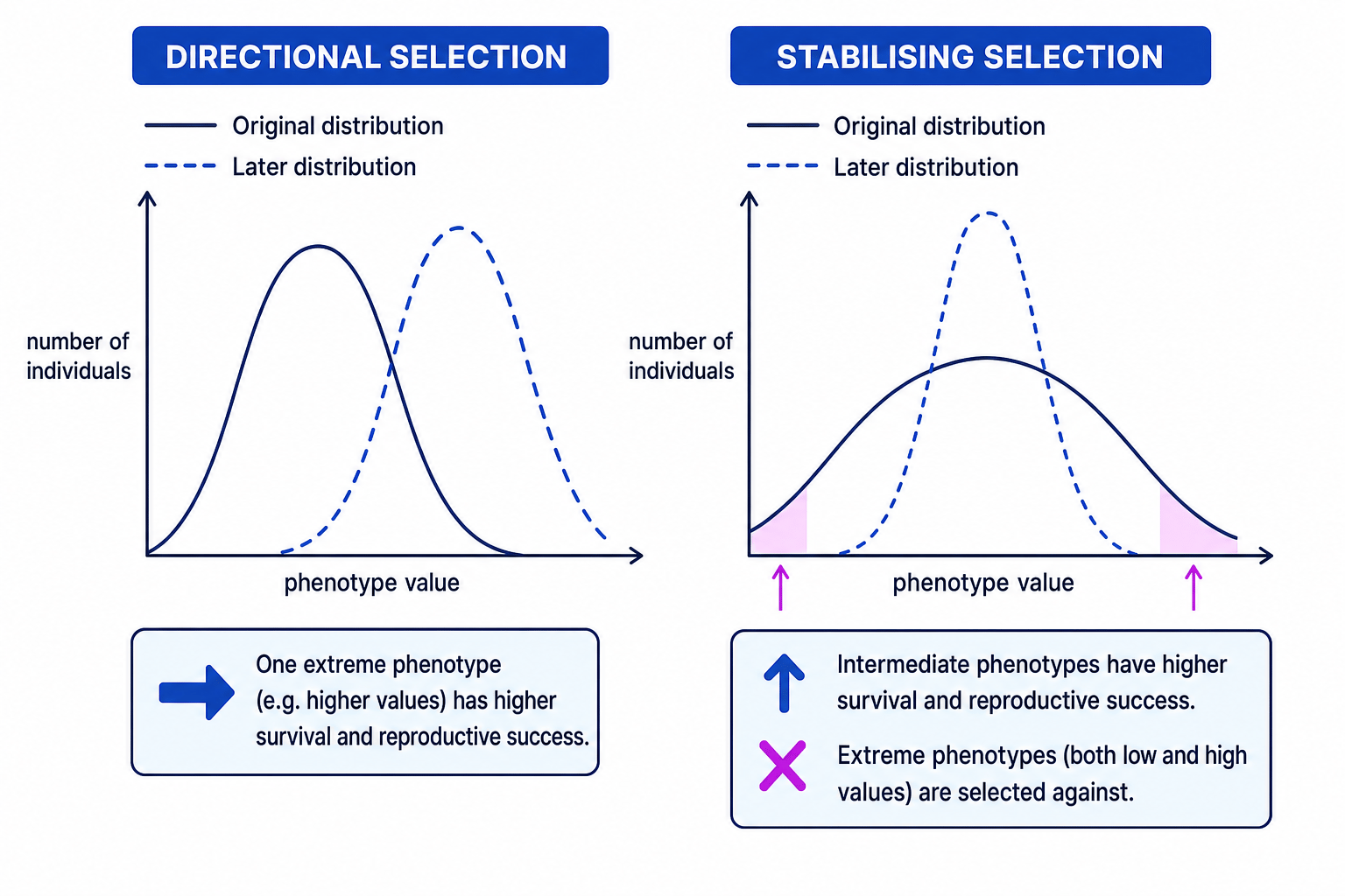 Graphs comparing directional selection and stabilising selection
