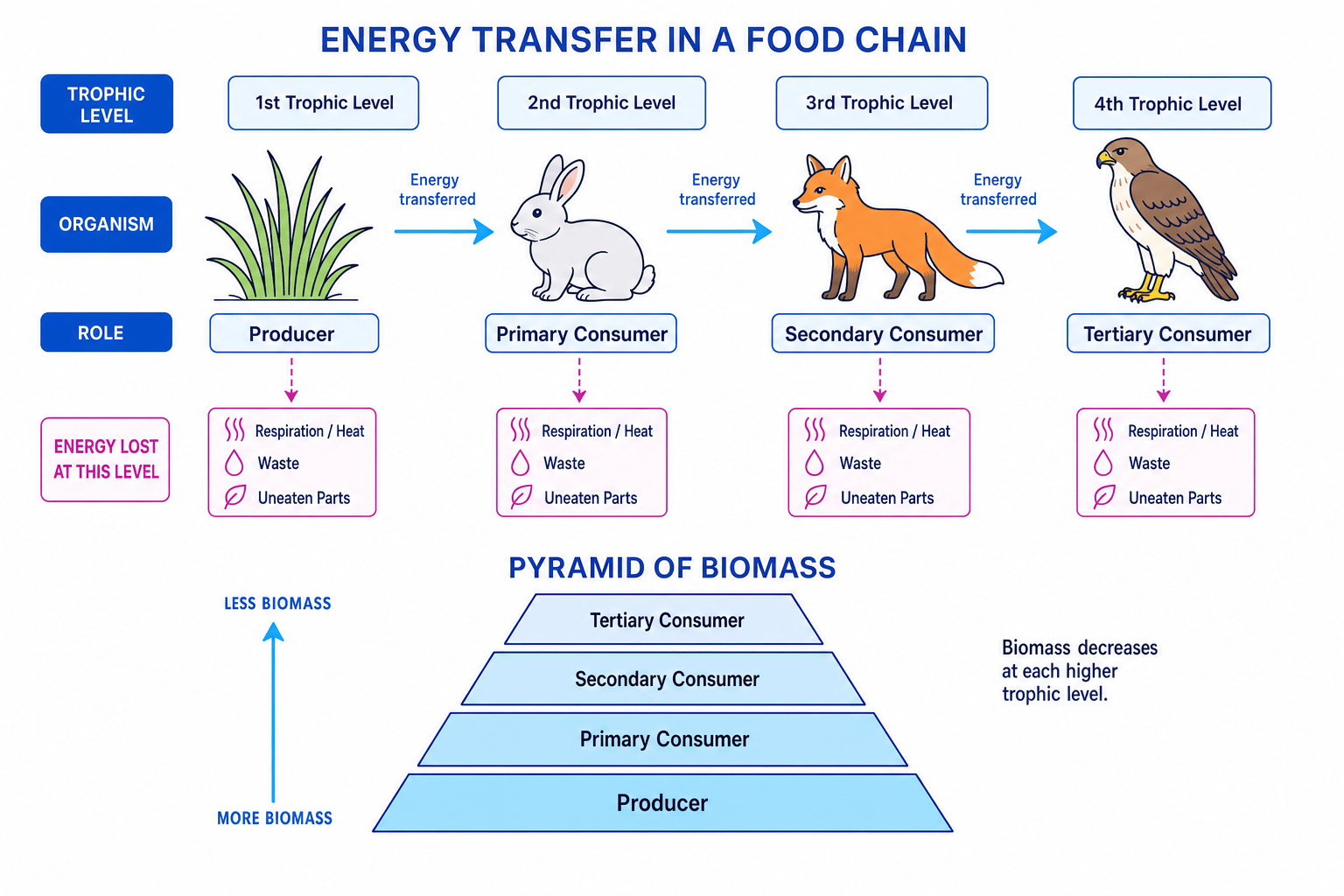 Energy transfer through trophic levels and a pyramid of biomass