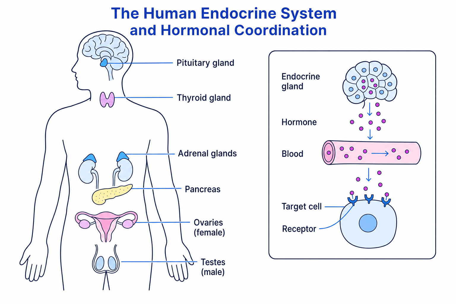 Diagram of the human endocrine system and hormone receptors