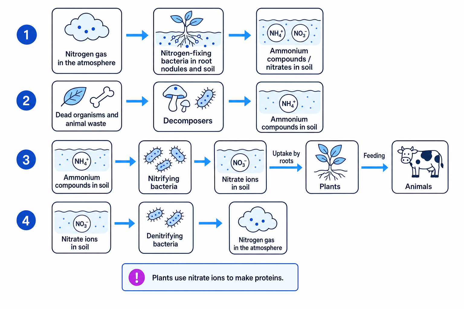 Nitrogen cycle summary showing nitrogen fixing bacteria, decomposers, nitrifying bacteria, nitrate uptake by plants and denitrifying bacteria