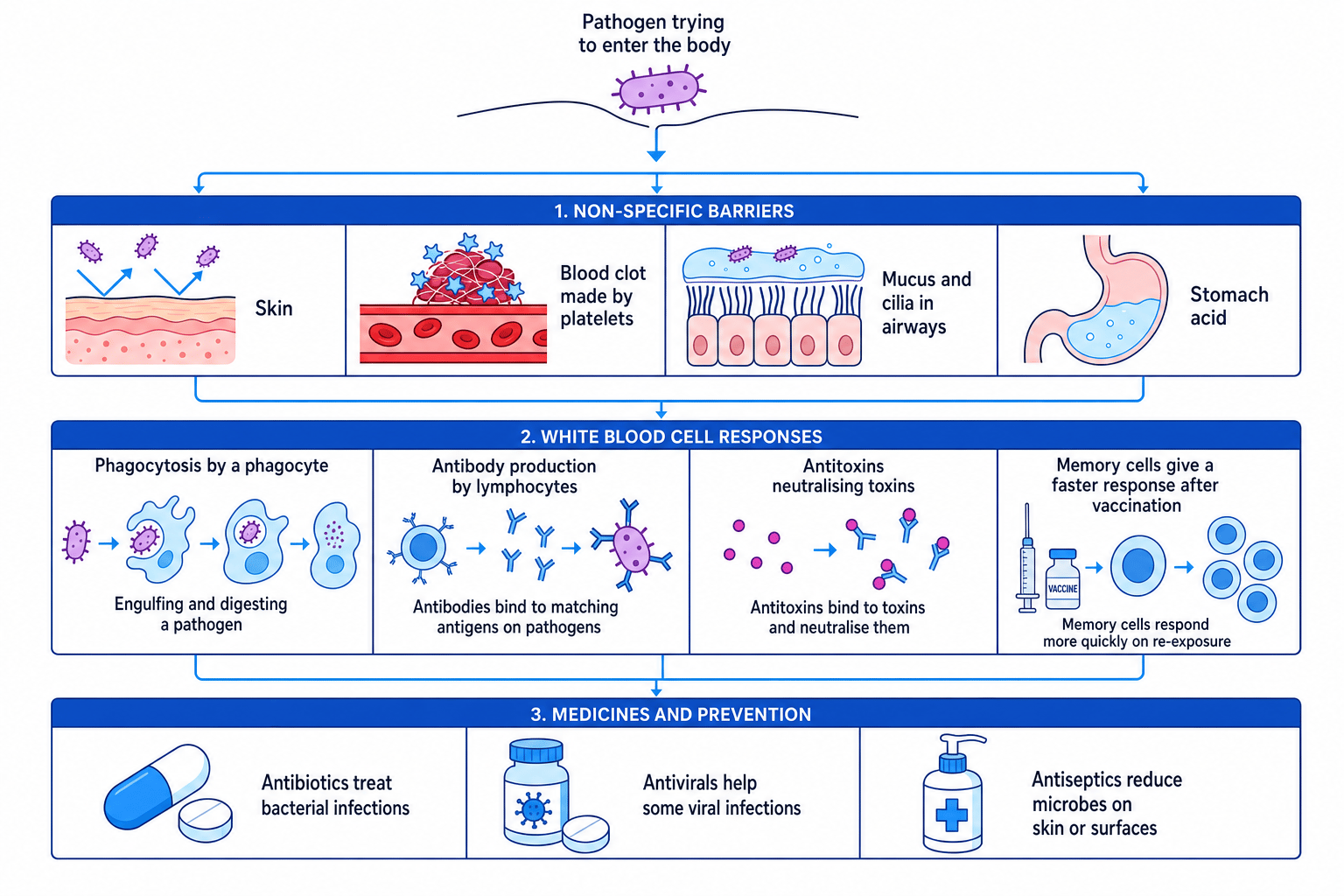 Labelled flow diagram of human non-specific barriers, white blood cell responses, memory cells and medicines