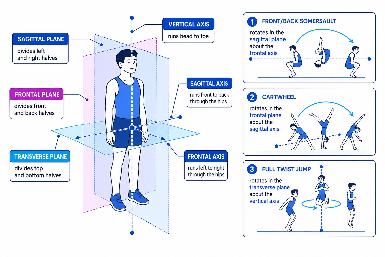 Diagram showing the sagittal, frontal and transverse planes with the frontal, sagittal and vertical axes, plus examples of a somersault, cartwheel and full twist jump
