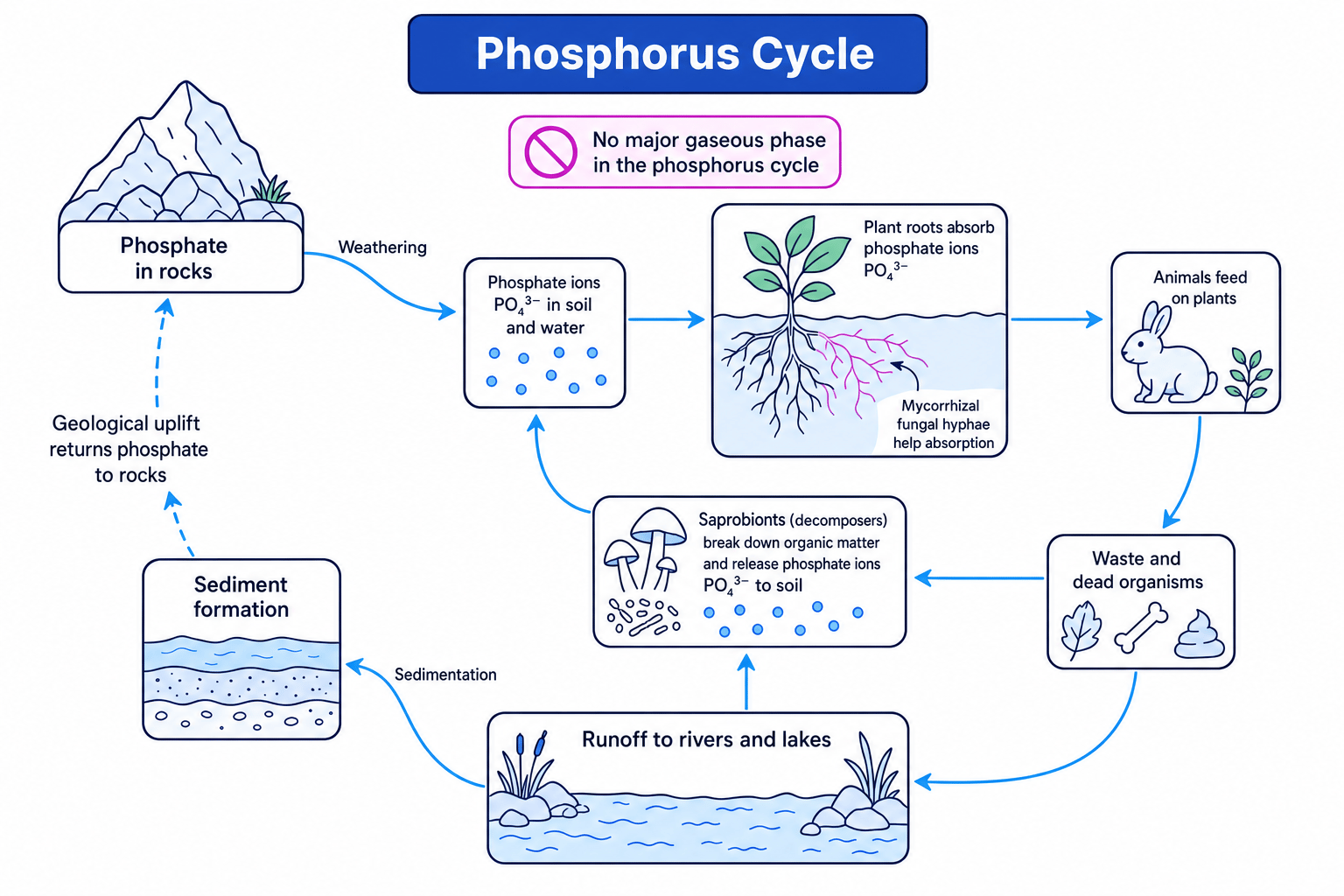 Labelled phosphorus cycle showing weathering, phosphate uptake, decomposition, runoff, sedimentation and geological uplift