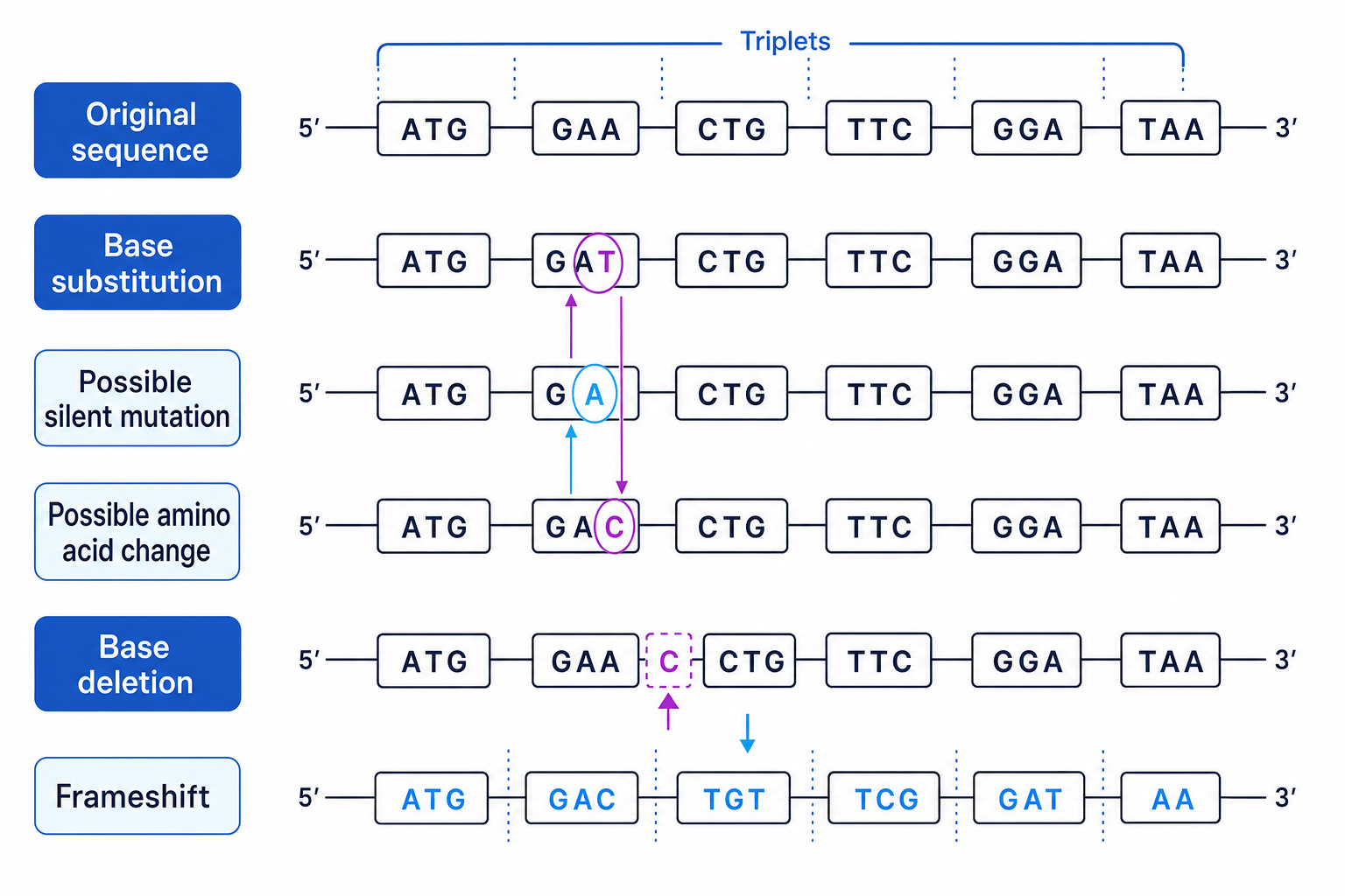 Schematic comparing base substitution, silent mutation, amino acid change, base deletion and frameshift
