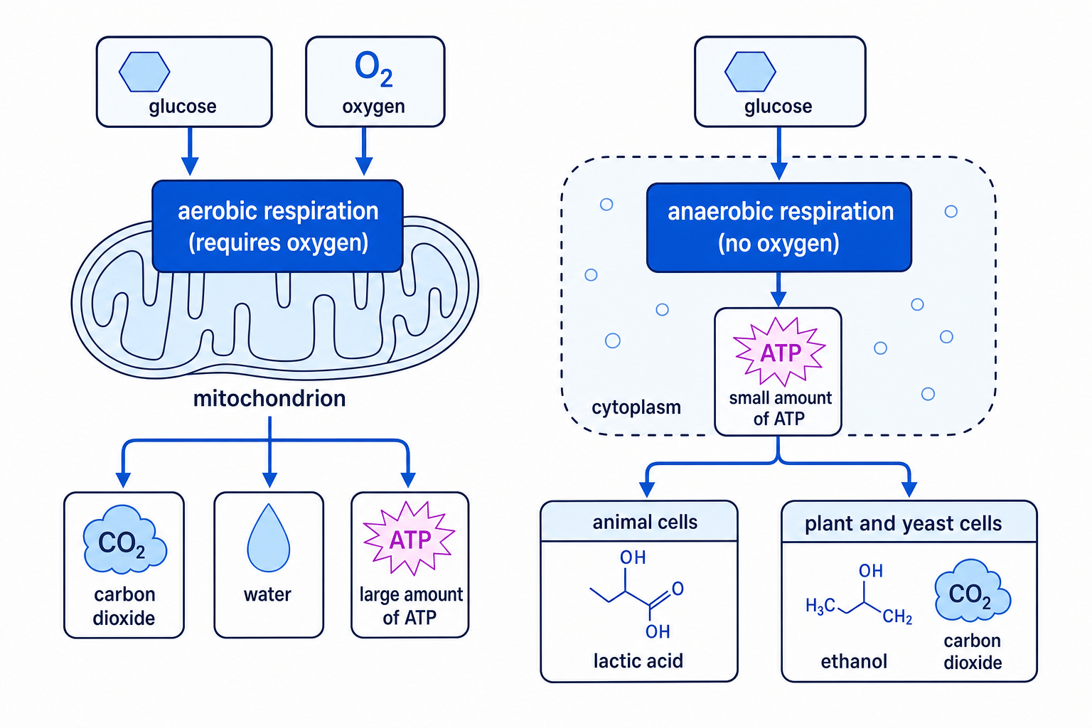 Comparison of aerobic and anaerobic respiration pathways