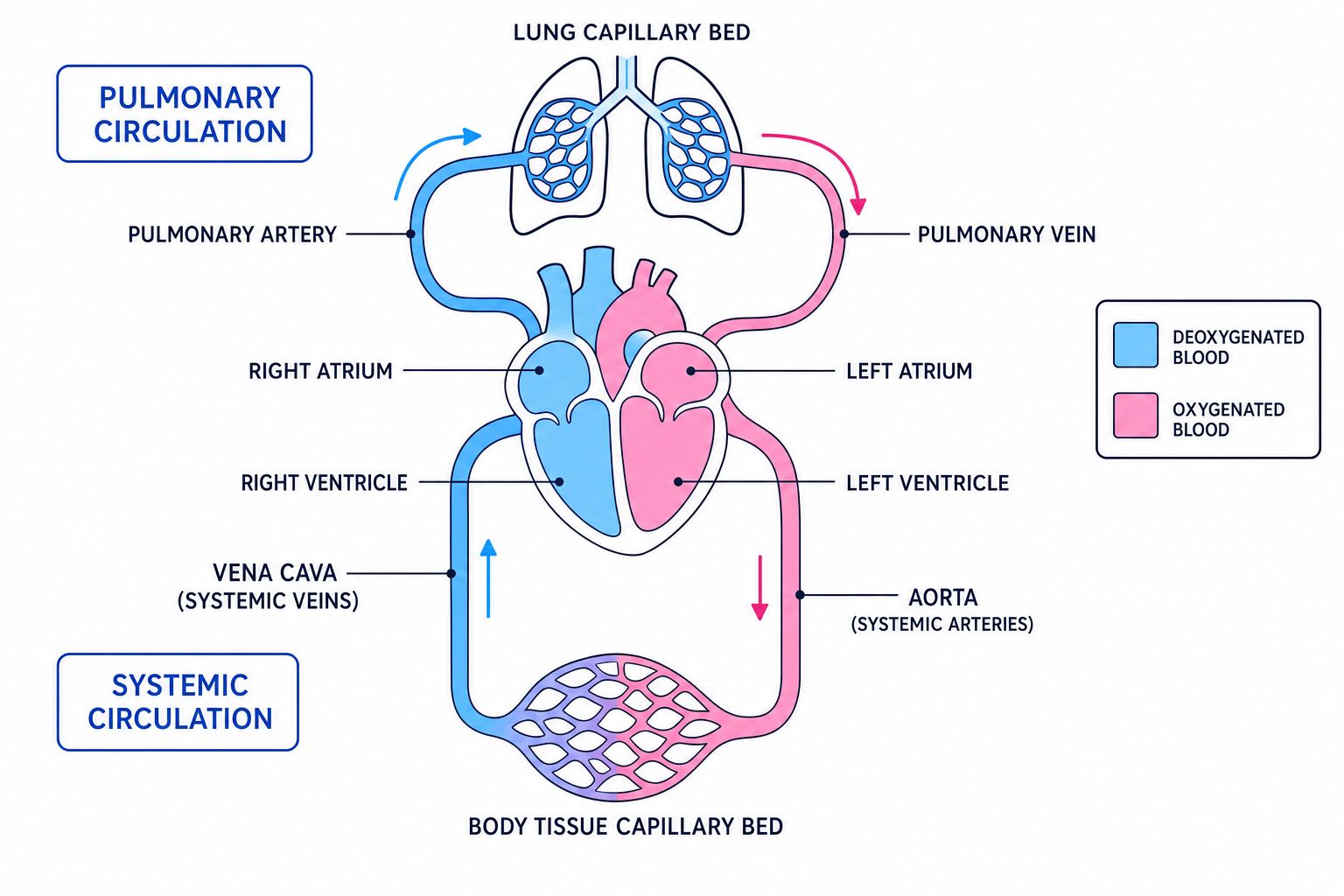 Schematic of the human double circulatory system showing pulmonary and systemic circuits