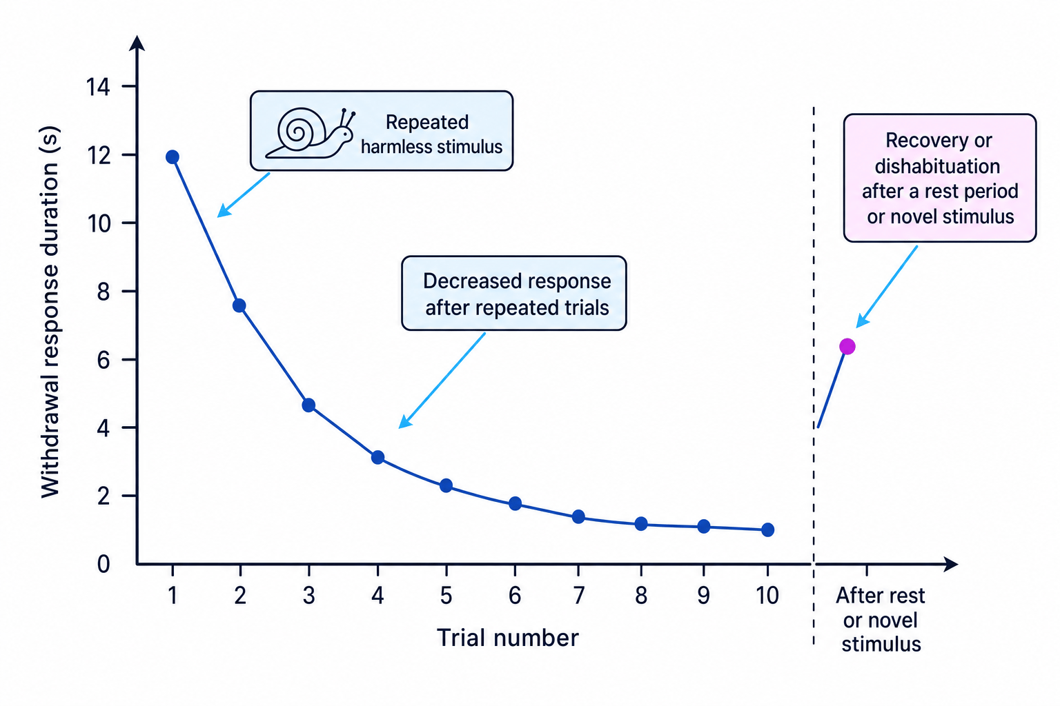Graph showing a decreasing withdrawal response during repeated habituation trials