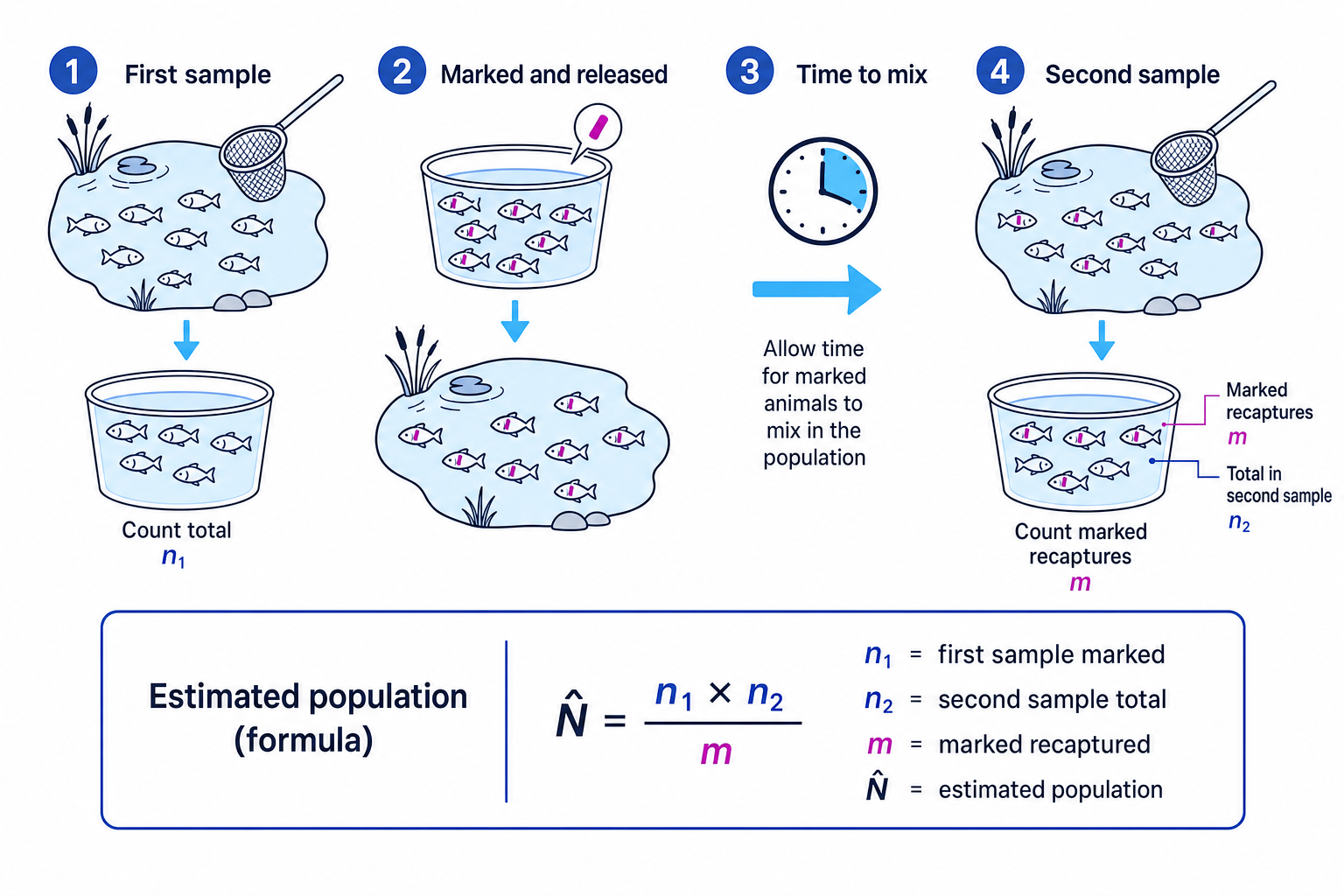 Capture-recapture method showing first sample, marking and release, time to mix, second sample, and population estimate formula