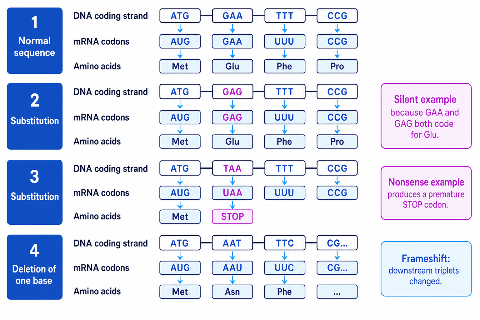 Schematic showing normal DNA sequence, silent substitution, nonsense substitution and deletion causing a frameshift