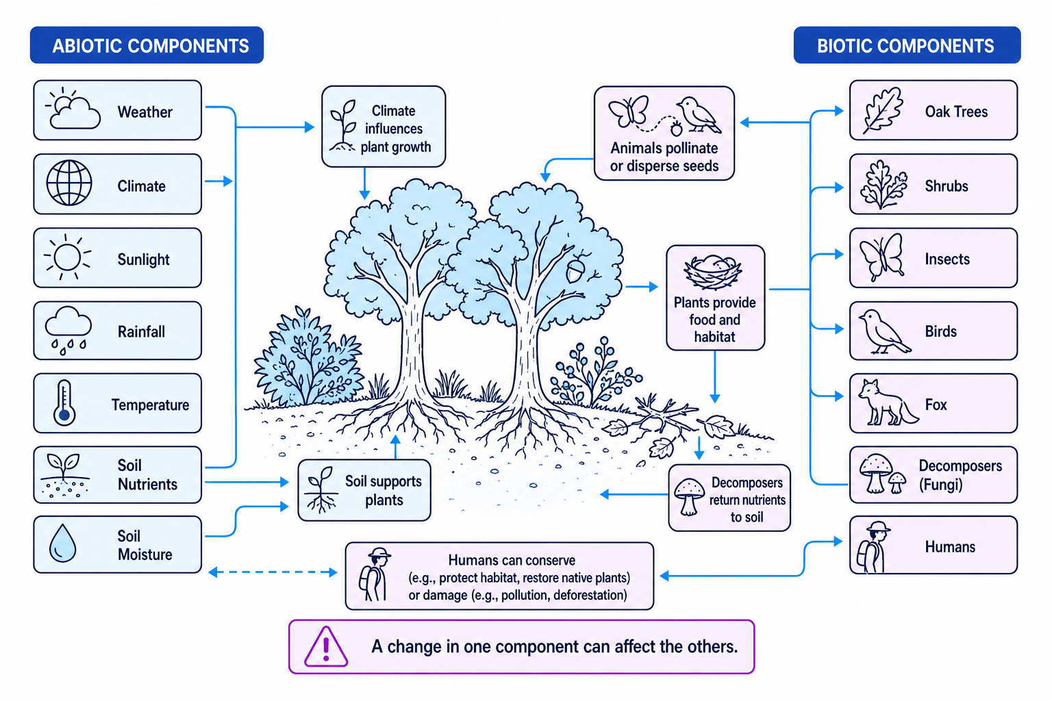A labelled schematic of a temperate woodland ecosystem showing abiotic and biotic components linked by arrows