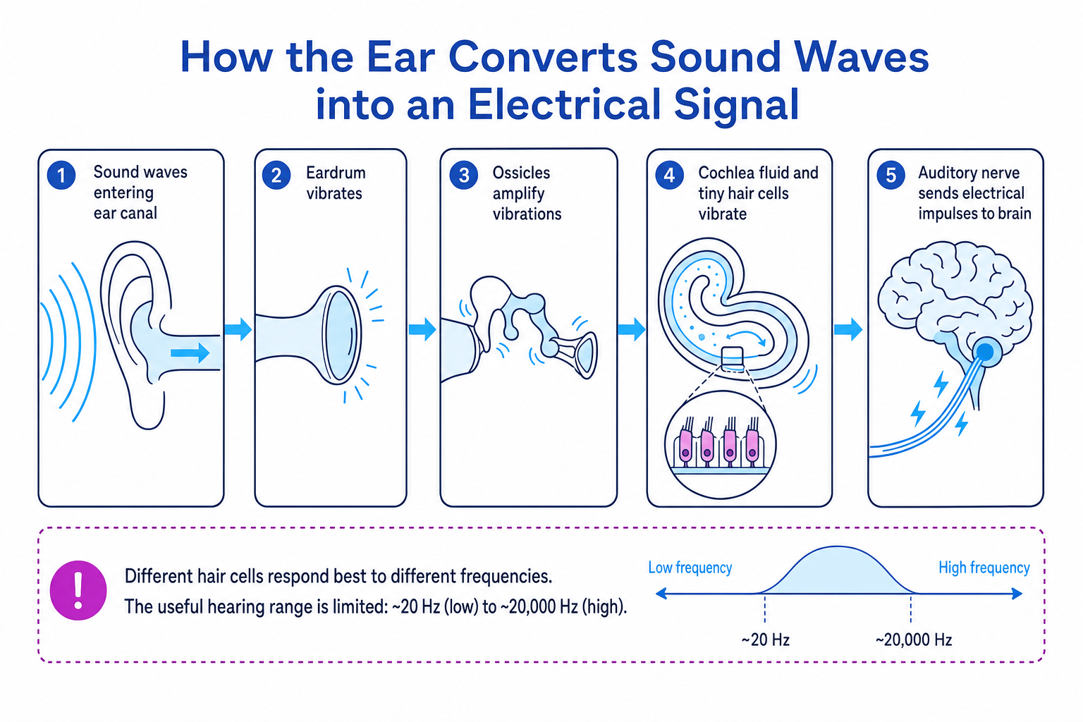 Flow diagram of the human ear converting sound waves into electrical impulses