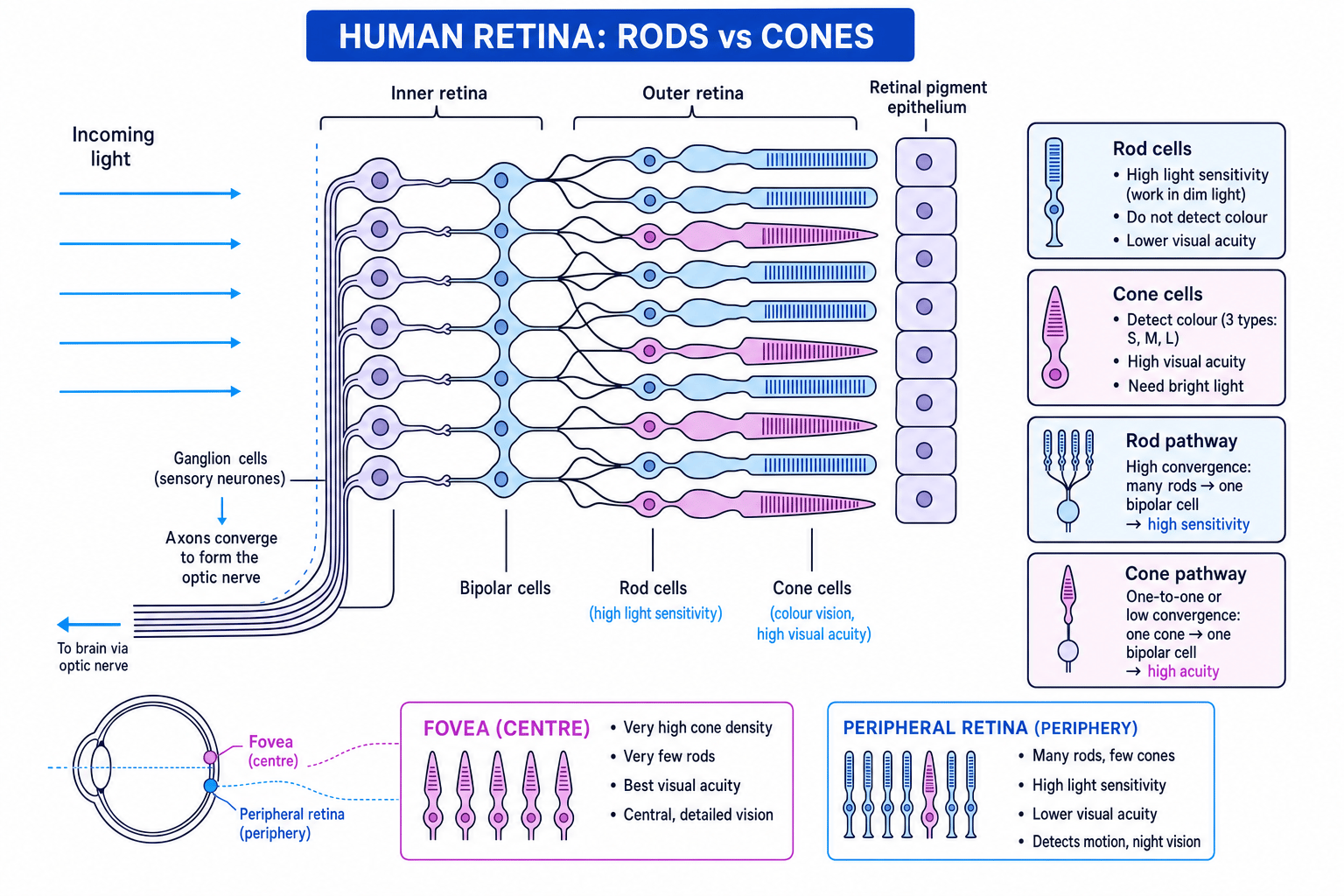 Diagram comparing rod and cone pathways in the human retina, including convergence, fovea and peripheral retina