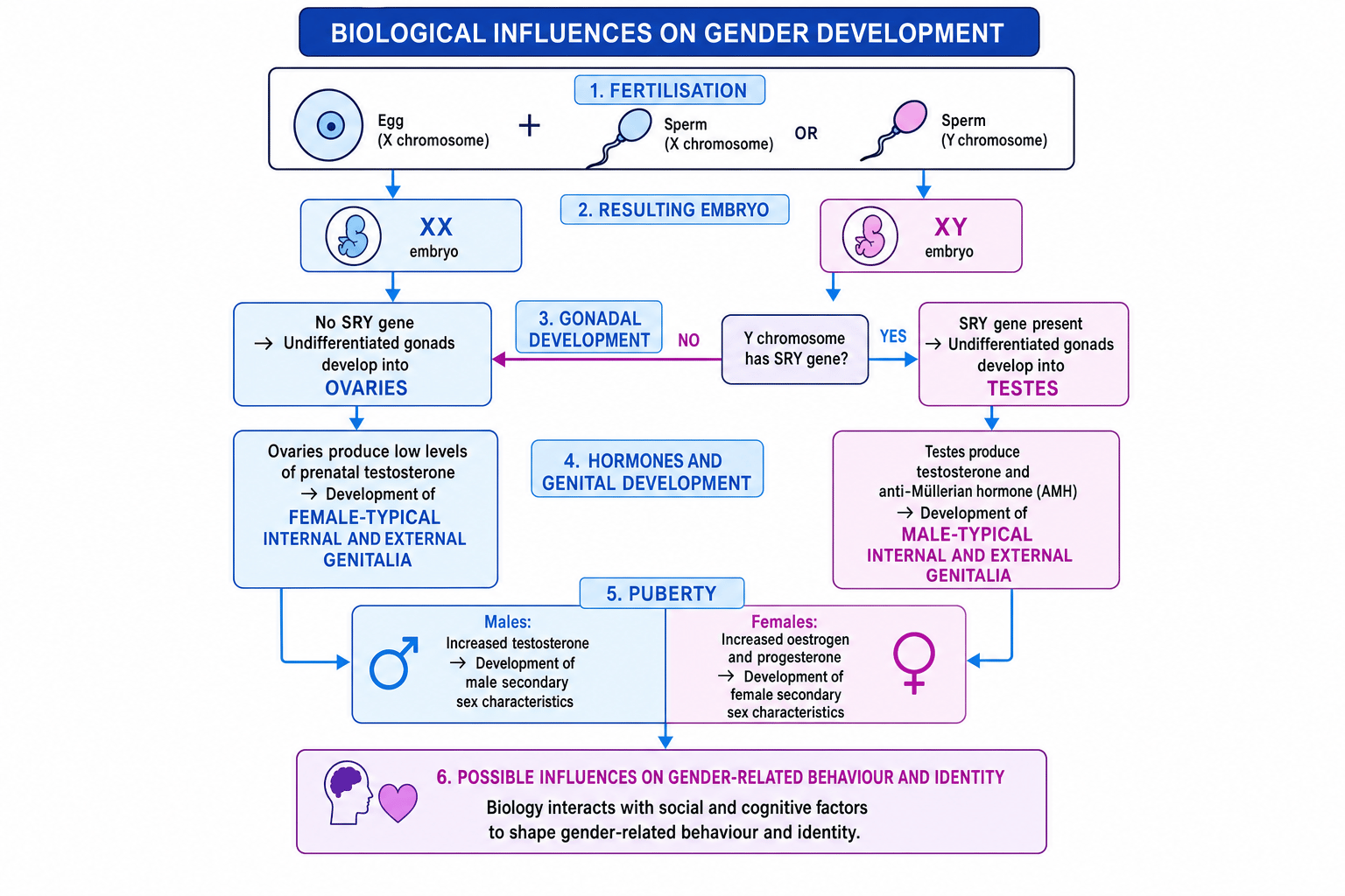 Flowchart showing chromosomes, SRY gene, gonads, hormones, puberty and gender-related behaviour