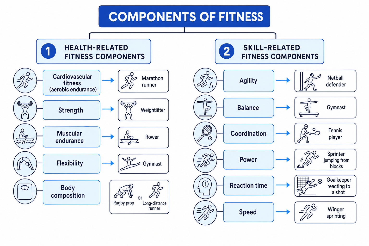 Components of fitness grouped into health-related and skill-related components with sporting examples