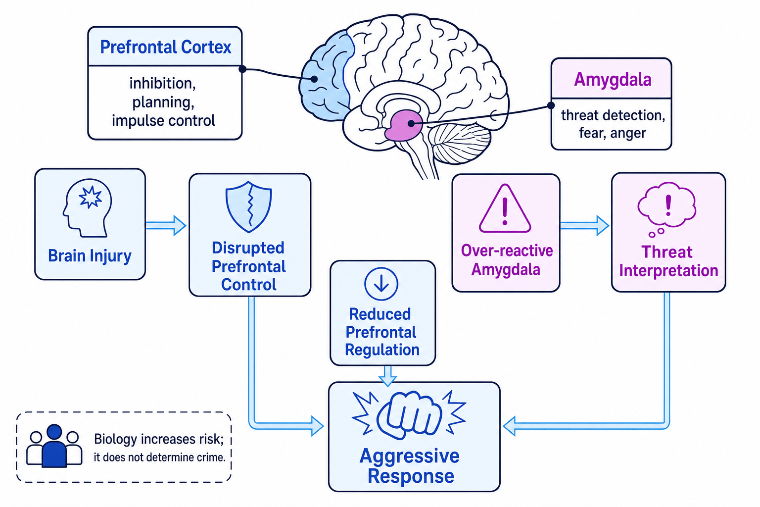 Biological pathways linking prefrontal cortex, amygdala, brain injury and aggressive responses