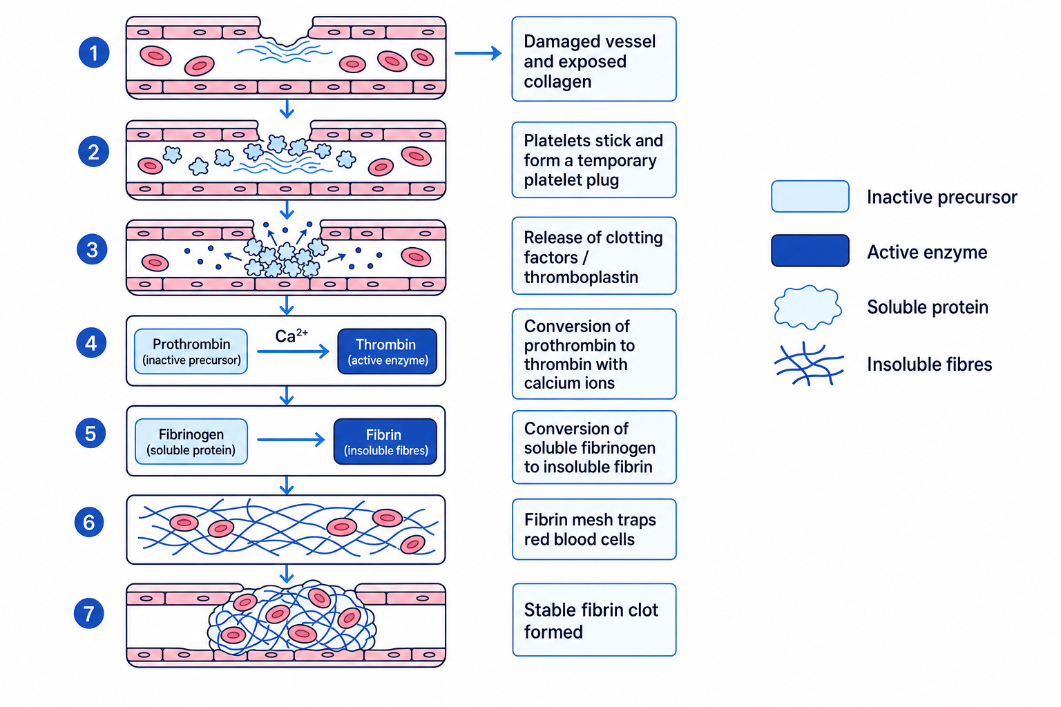 Flow diagram of blood clotting showing platelet plug formation, prothrombin conversion to thrombin, fibrinogen conversion to fibrin and stable clot formation