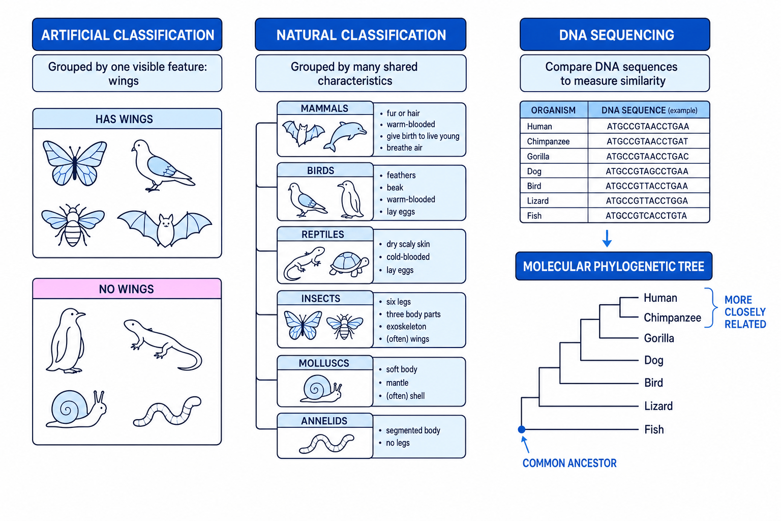 Comparison of artificial classification, natural classification and molecular phylogenetics using DNA sequencing