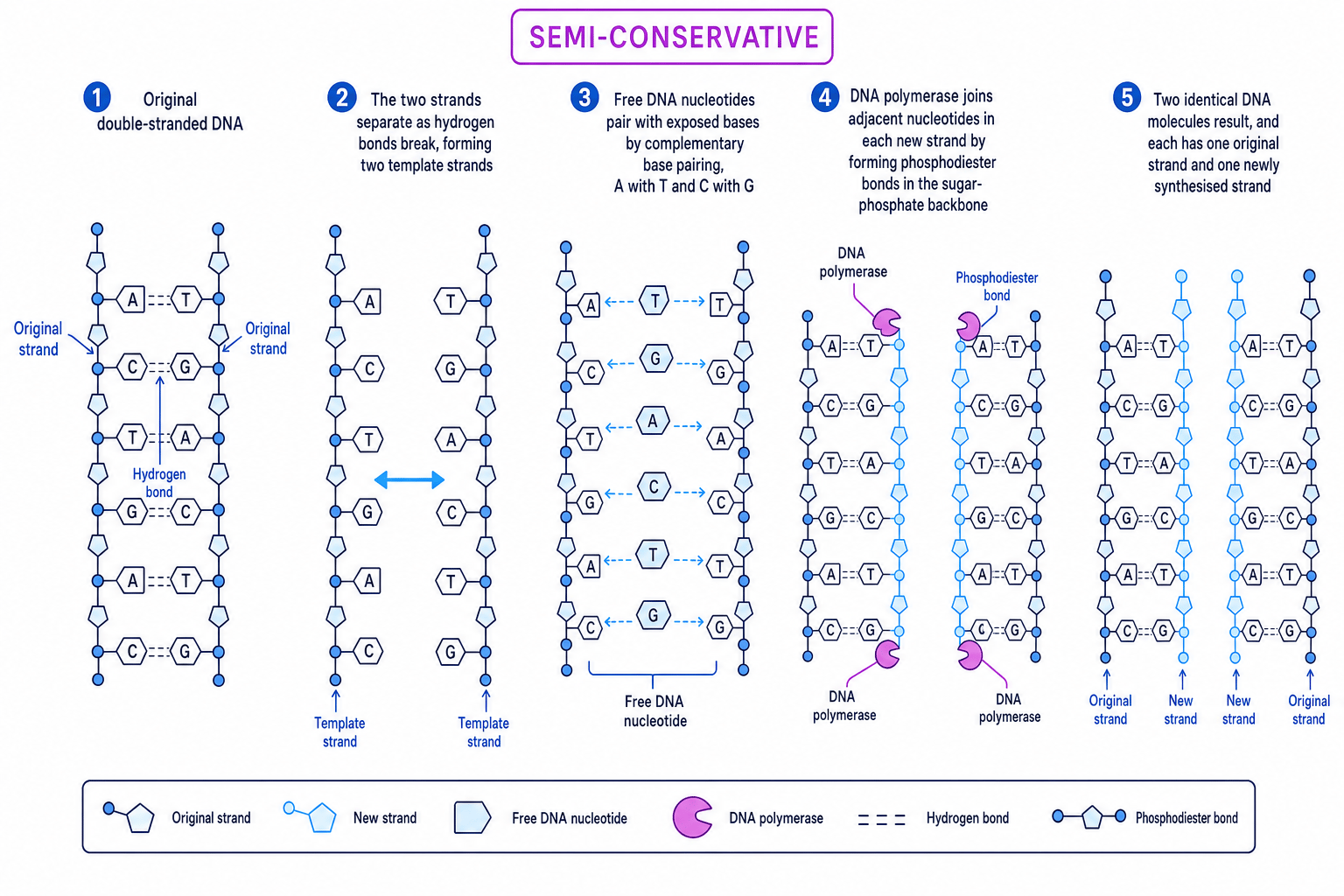 Diagram of semi-conservative DNA replication showing strand separation, complementary base pairing, DNA polymerase, and two DNA molecules each with one original and one new strand