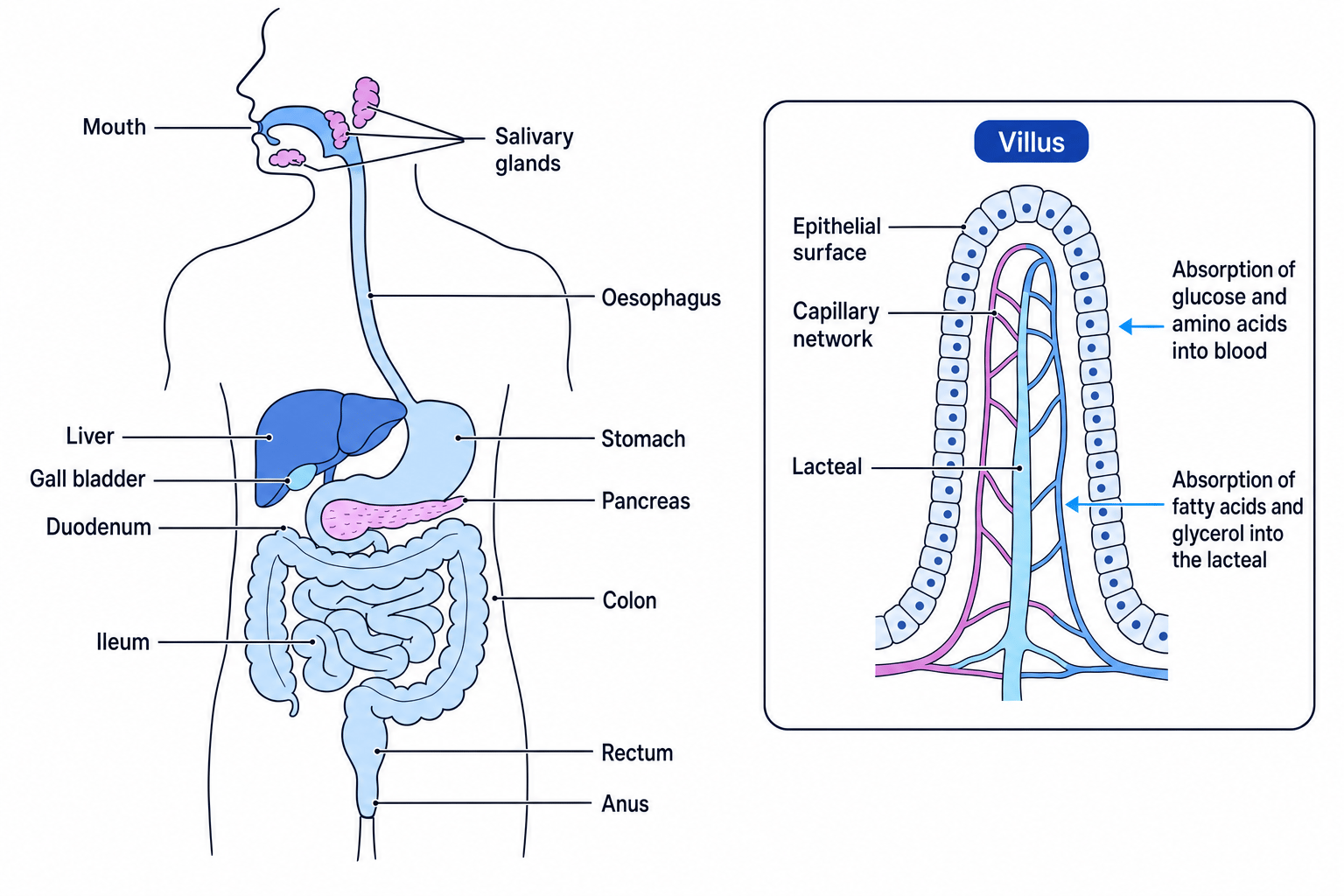 Human alimentary canal with labelled organs and villus inset