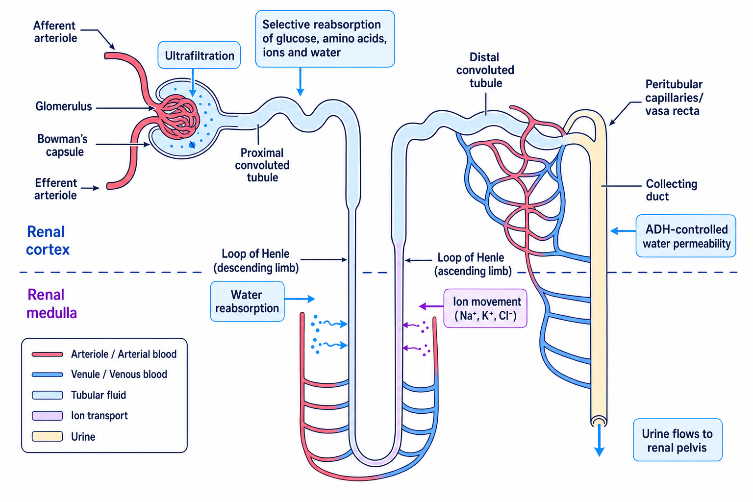 Labelled nephron showing ultrafiltration, selective reabsorption and ADH-controlled water reabsorption