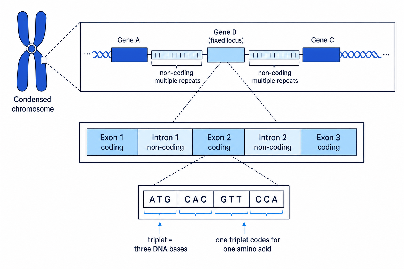 Schematic showing a eukaryotic chromosome region with genes, locus, exons, introns, non-coding repeats and DNA triplets