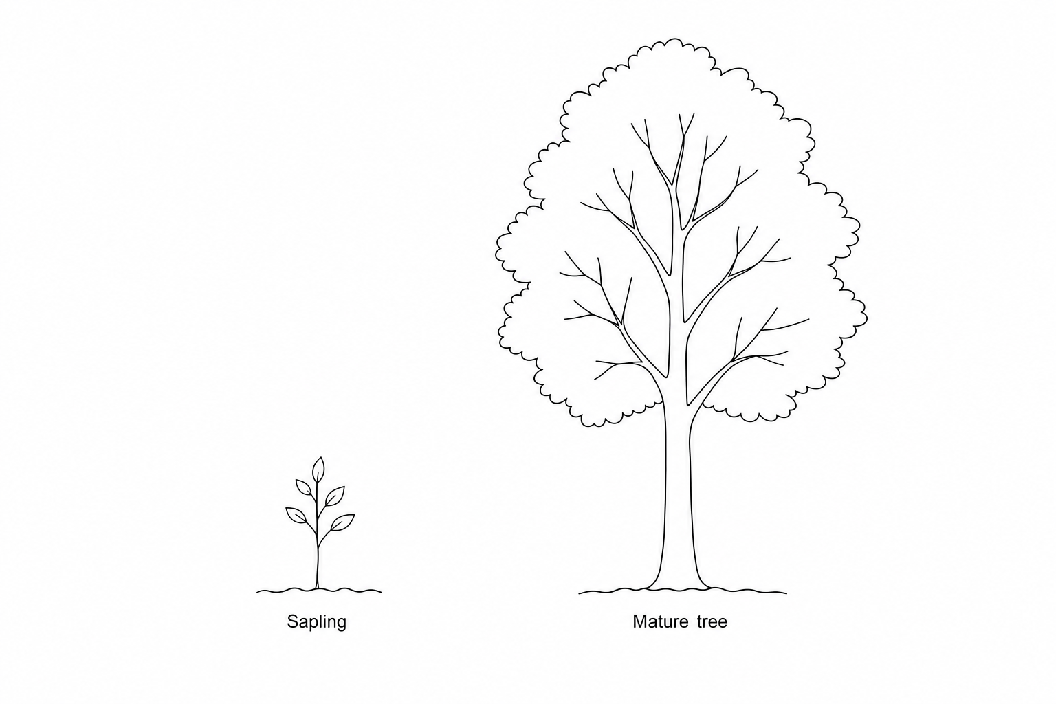 A scale drawing of two trees. The 'Sapling' is on the left and the 'Mature tree' is on the right.