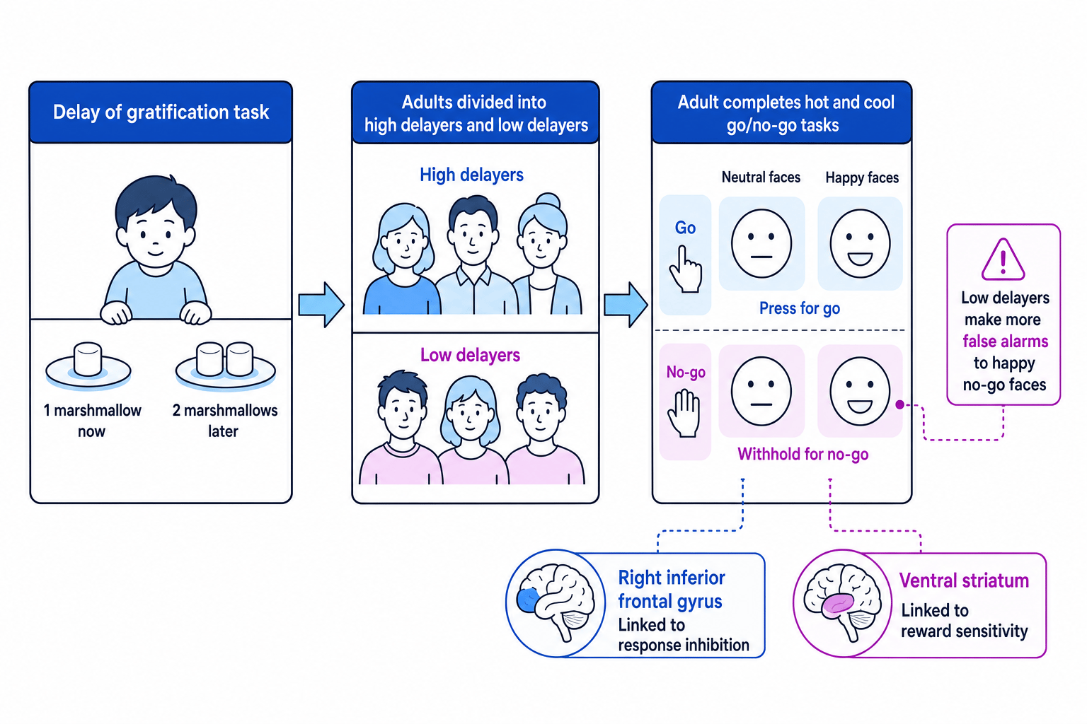 Flow diagram of Casey et al. showing the preschool marshmallow choice, adult high and low delayers, the hot and cool go/no-go task, and the two key brain regions