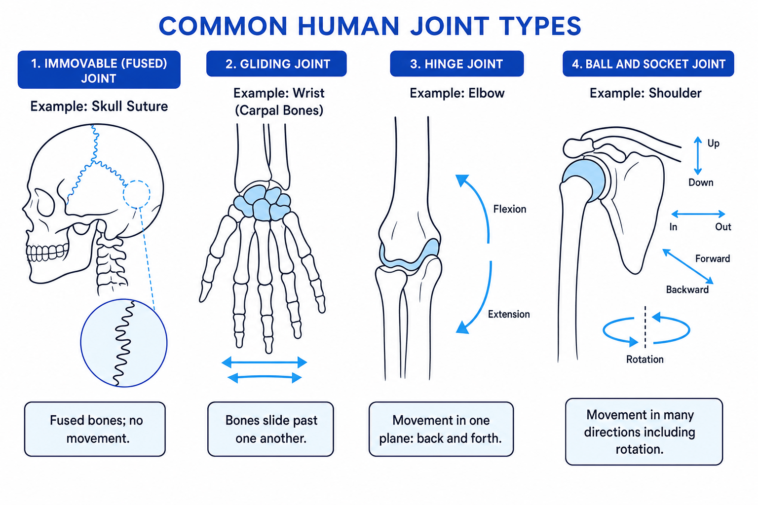 Comparison of skull suture, wrist gliding joint, elbow hinge joint, and shoulder ball and socket joint with movement arrows labelled