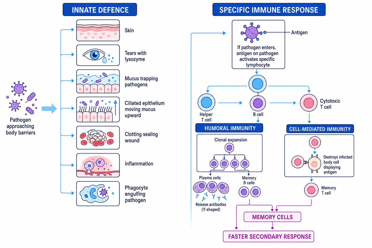 Flowchart comparing innate barriers with specific immune responses, showing skin, tears, mucus, inflammation, phagocytosis, B cells, T cells, antibodies and memory cells