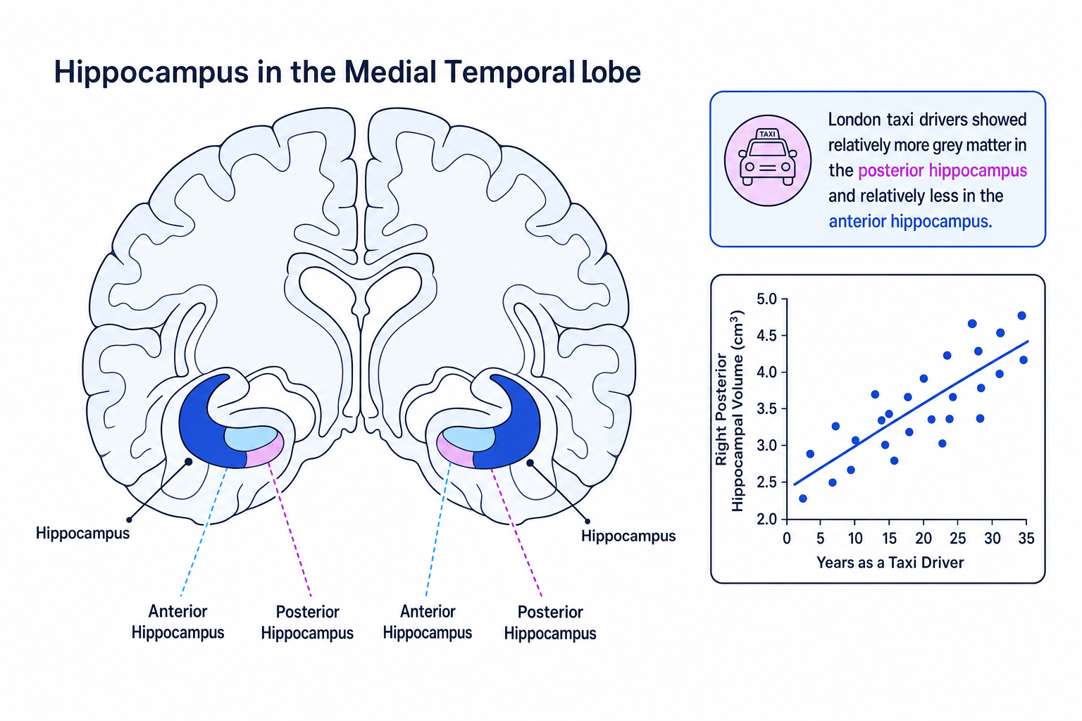 Cross-sectional brain diagram highlighting the hippocampus, anterior and posterior regions, and an inset scatter plot showing a positive link between years as a taxi driver and right posterior hippocampal volume