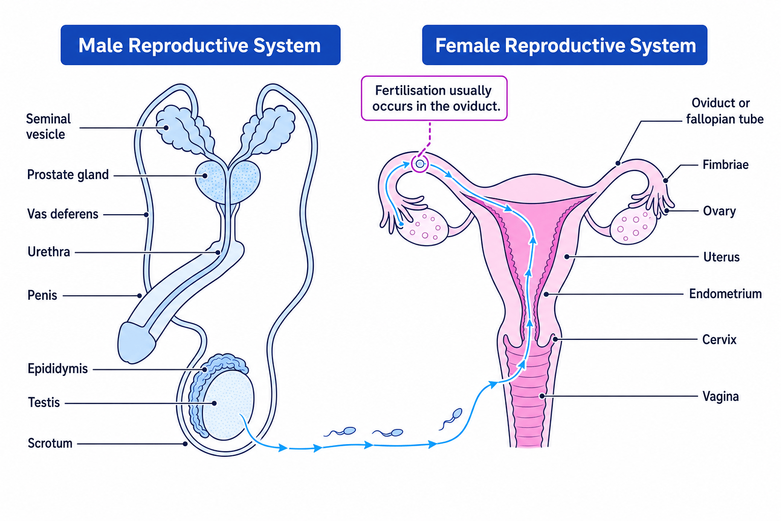 Labelled male and female reproductive systems with testes, vas deferens, oviduct, uterus, and the sperm pathway to the usual site of fertilisation
