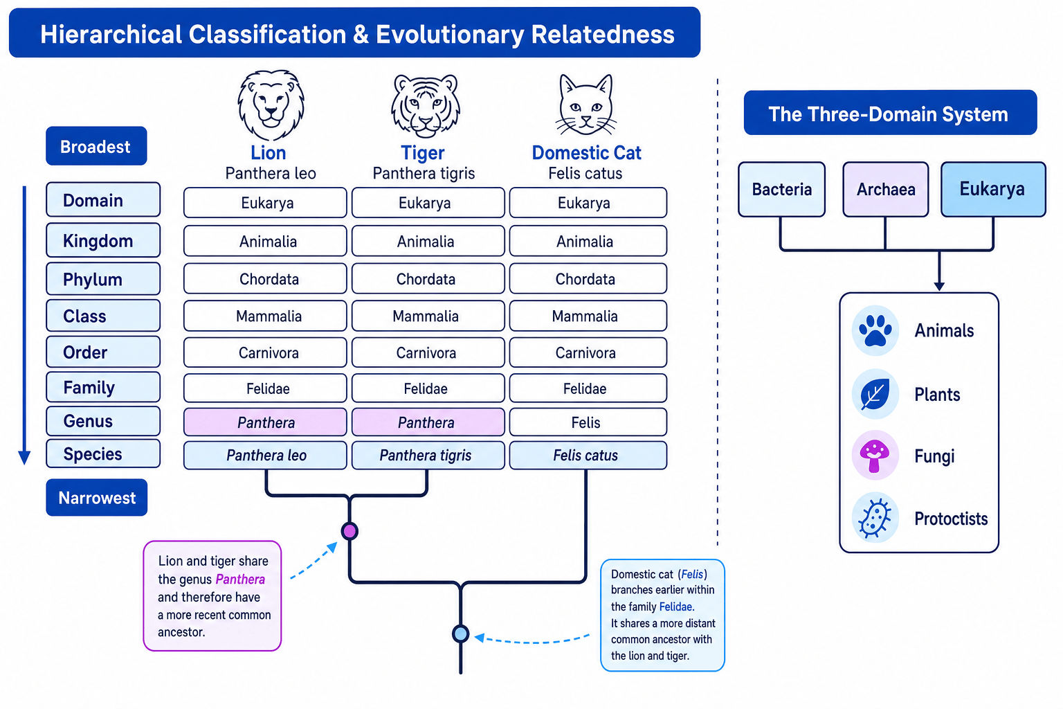 Hierarchical classification showing lion, tiger and domestic cat, plus the three domains Bacteria, Archaea and Eukarya