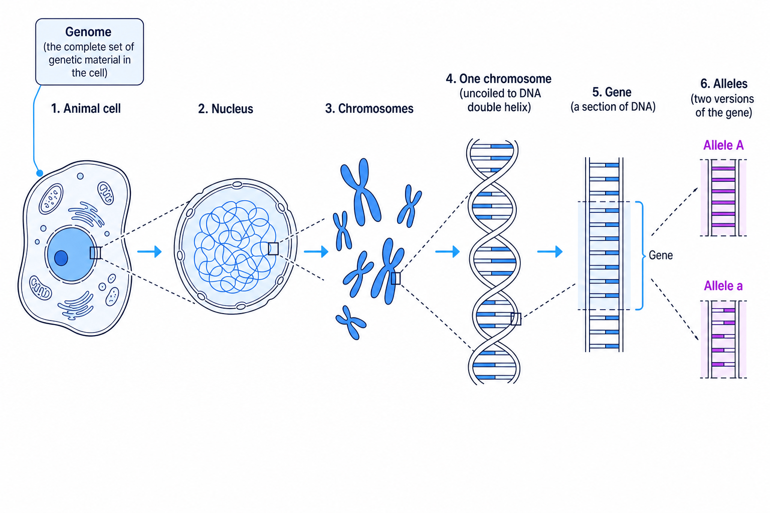 Labeled diagram showing an animal cell, its nucleus, chromosomes, DNA, a gene, two alleles, and the whole genome