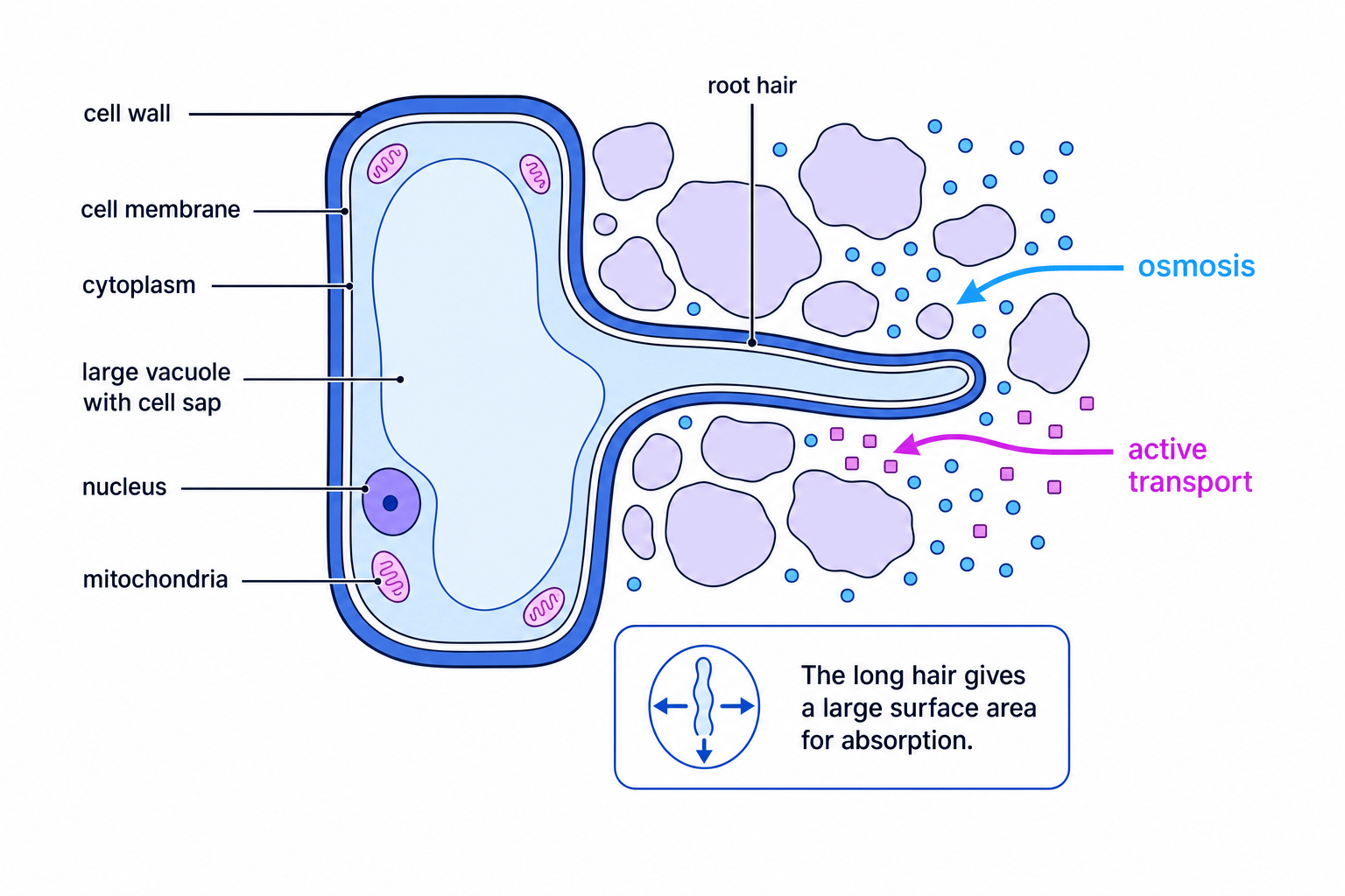 Labelled root hair cell in soil showing osmosis of water into the cell and active transport of mineral ions, with vacuole and mitochondria labelled