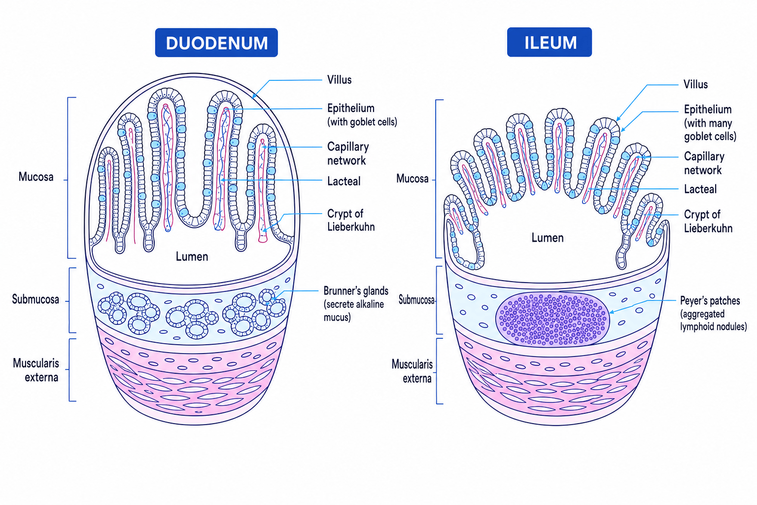 Duodenum and ileum transverse sections
