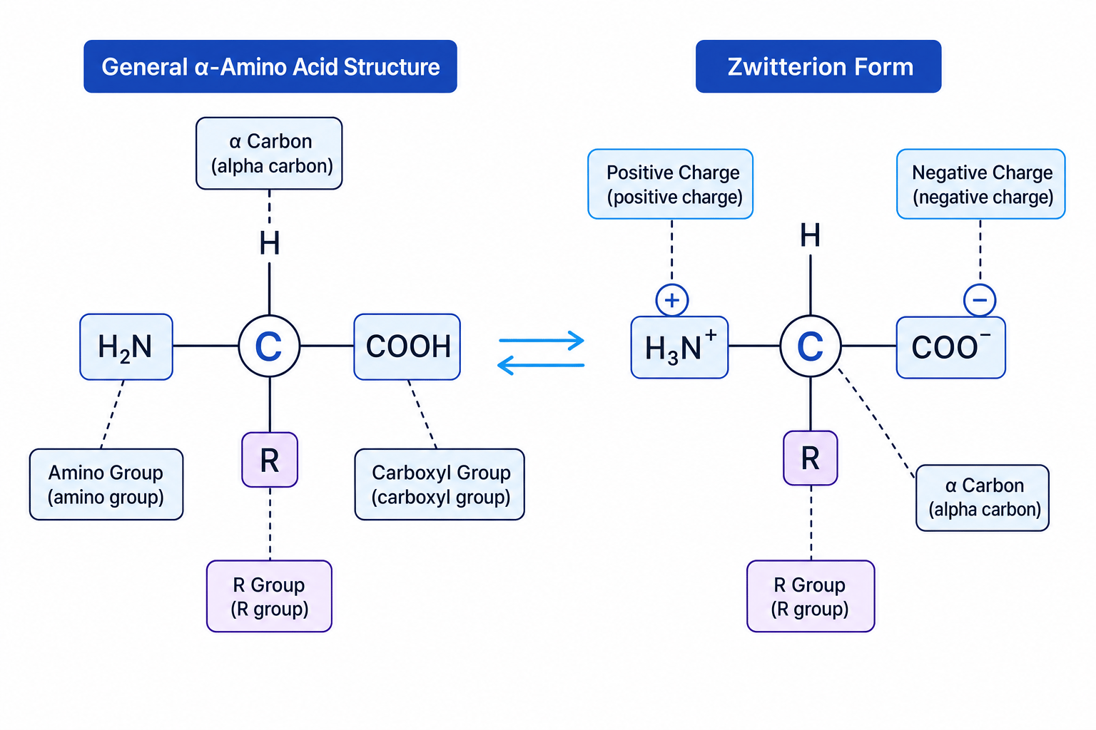 General alpha-amino acid and zwitterion structure