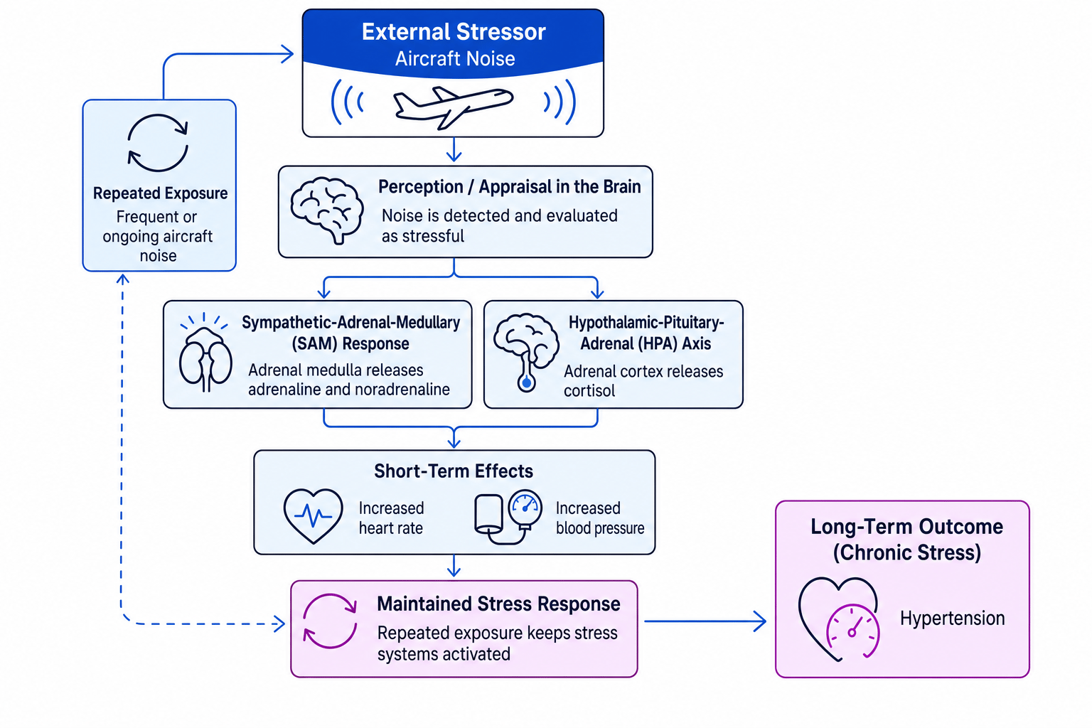 Flow diagram of aircraft noise triggering appraisal, SAM and HPA stress responses, short-term arousal, and long-term hypertension risk